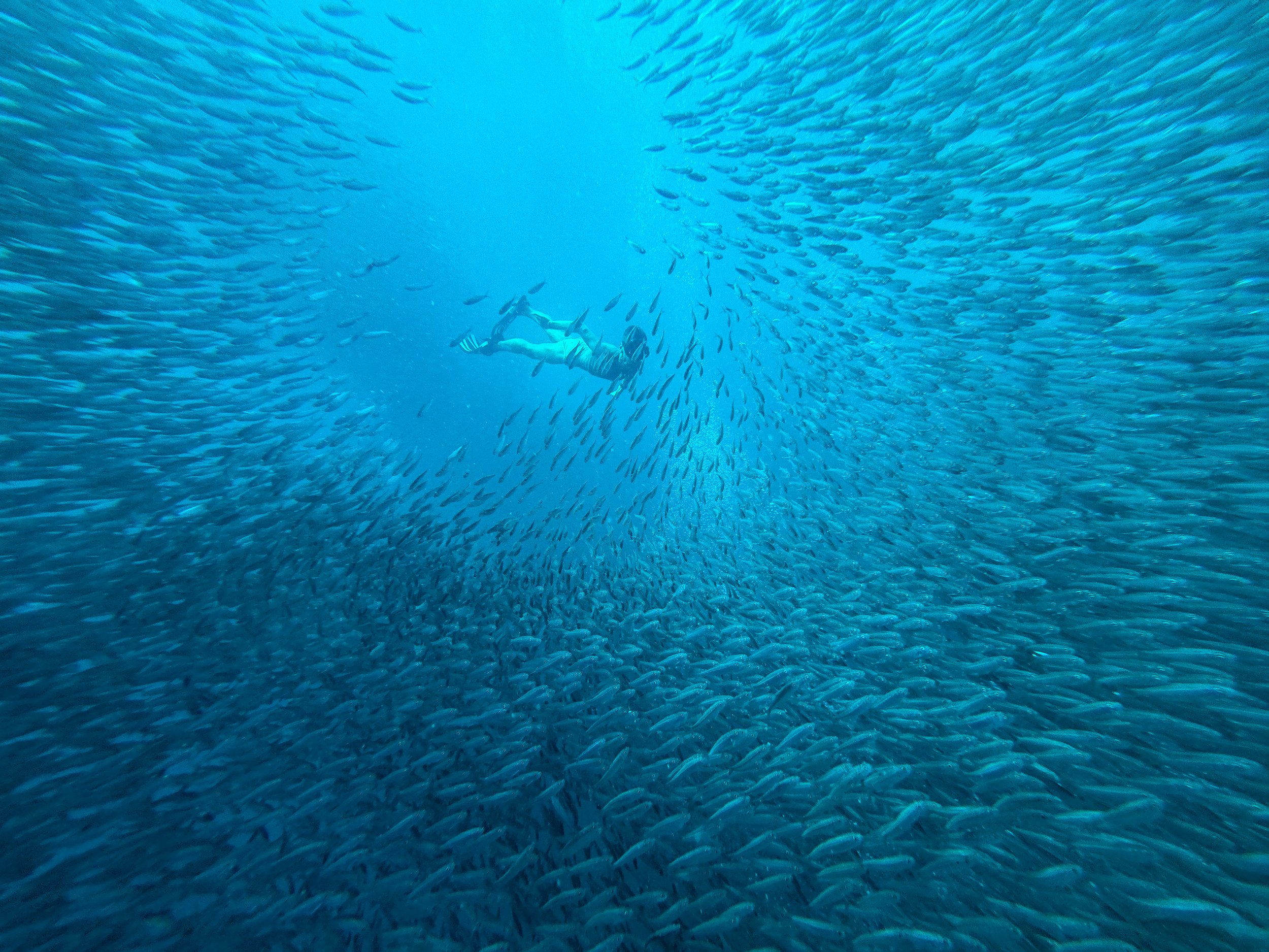 Moalboal_Sardine_Run_04.jpg