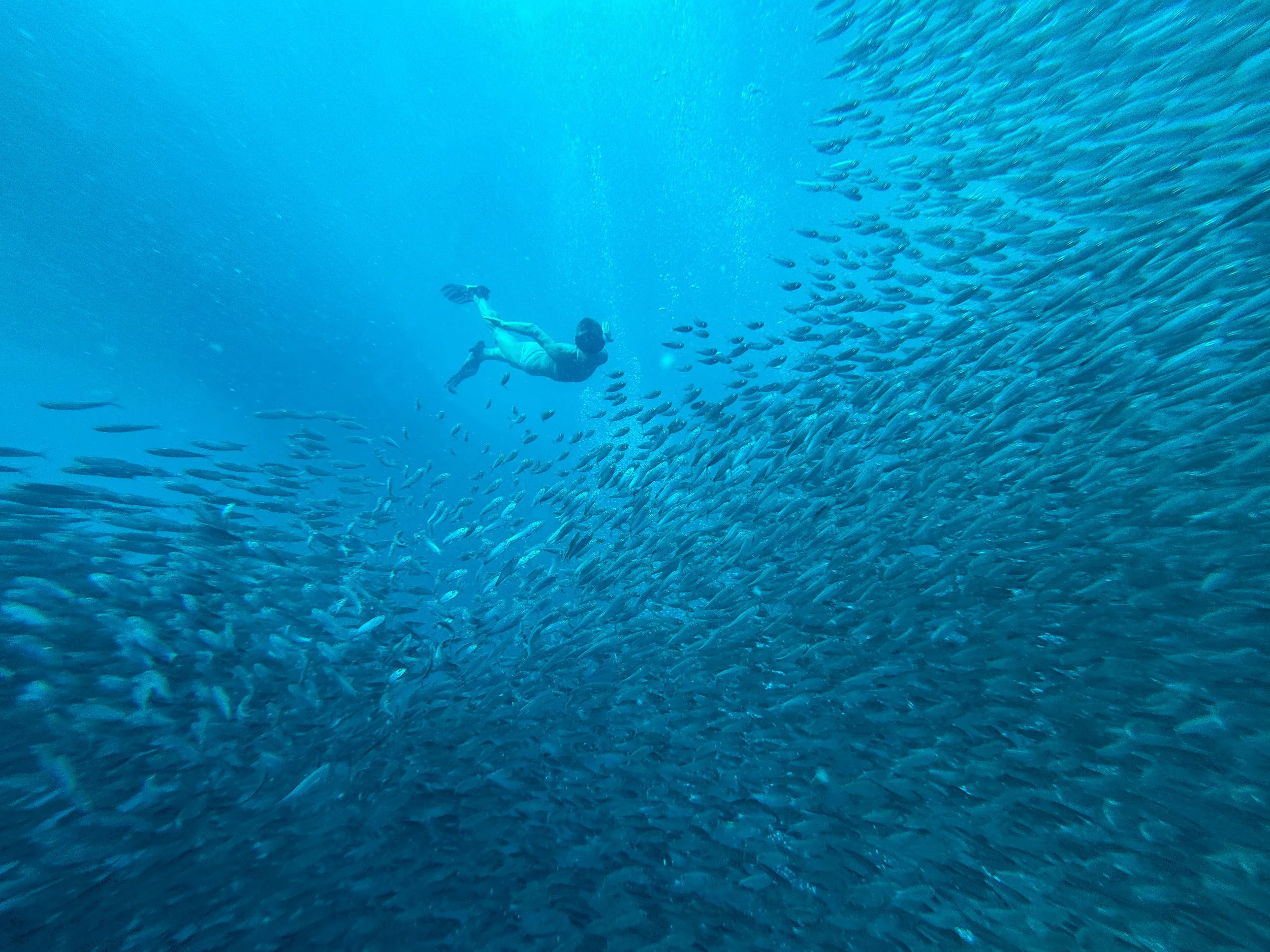 Moalboal_Sardine_Run_05.jpg