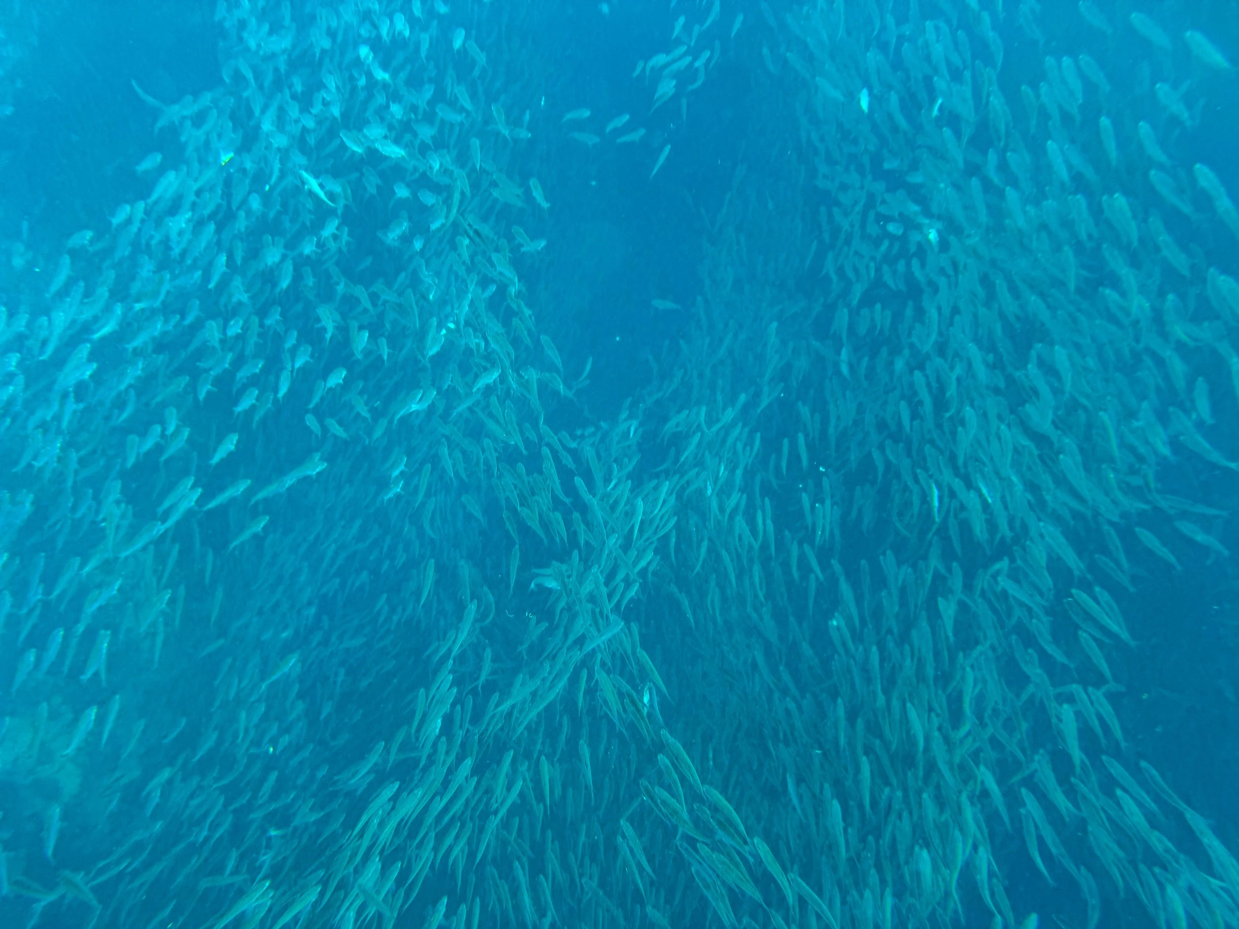 Moalboal_Sardine_Run_06.jpg