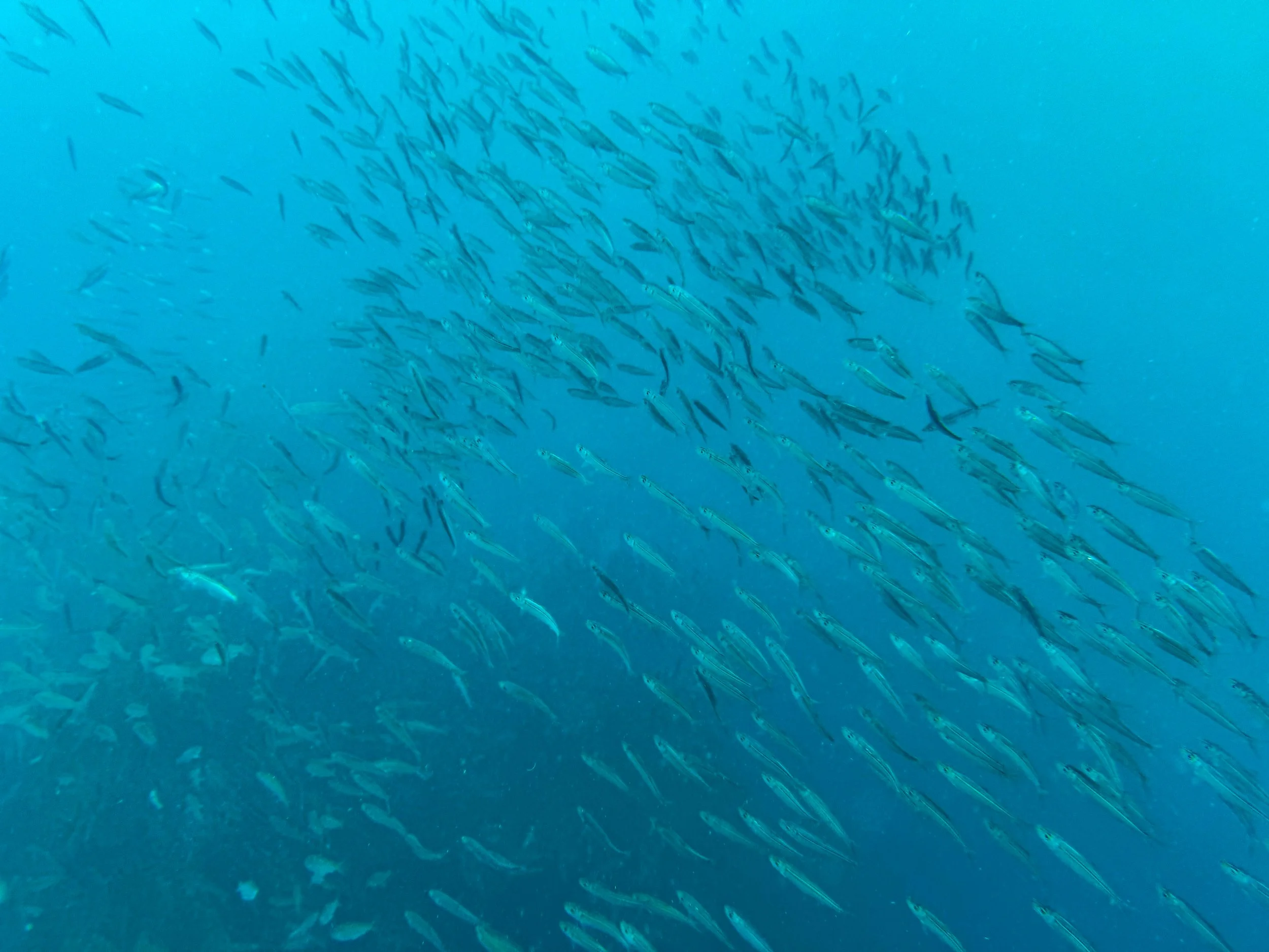 Moalboal_Sardine_Run_07.jpg