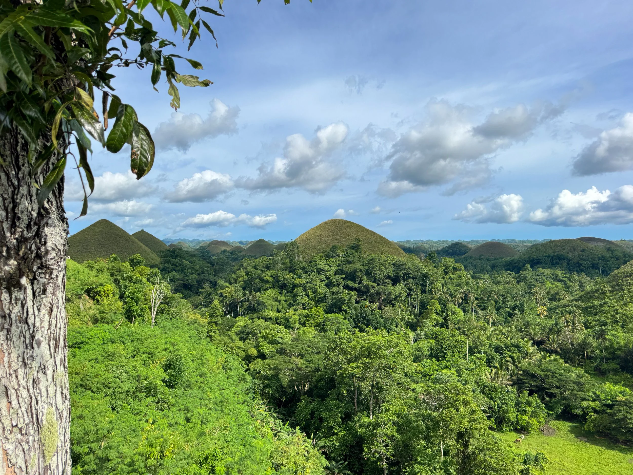 Bohol_Chocolate_Hills_05.jpg