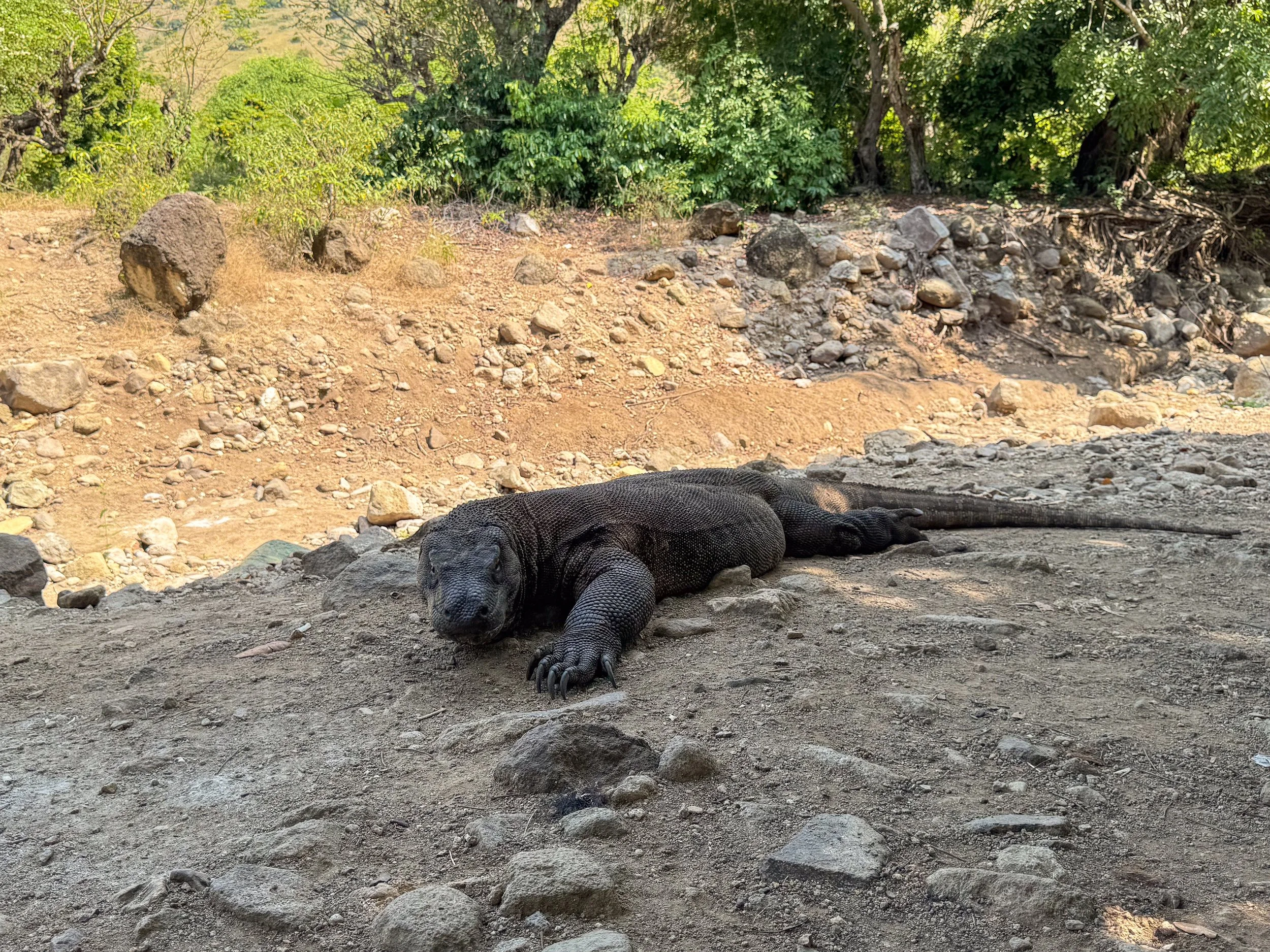 Komodo_National_Park_02.jpg