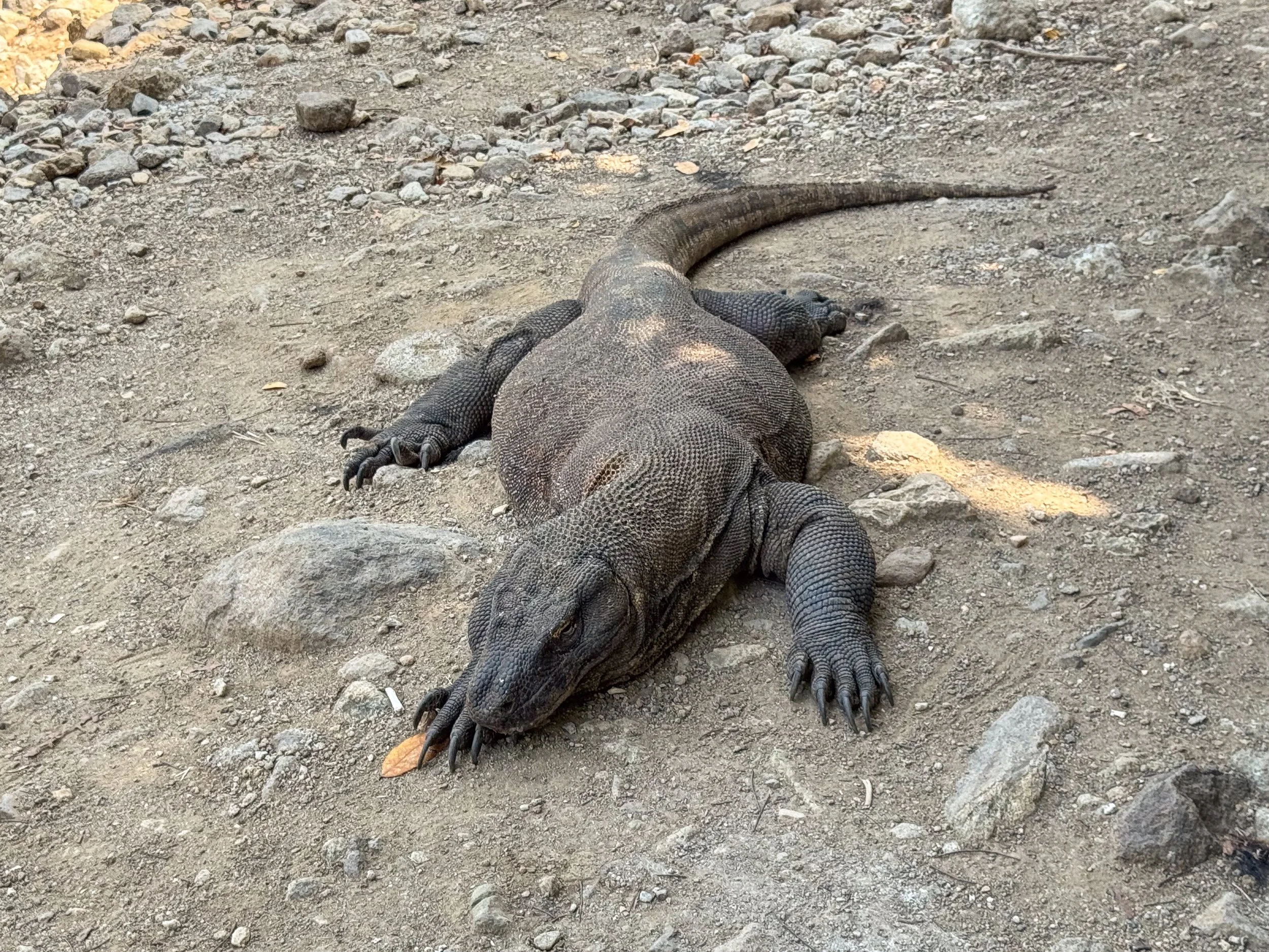 Komodo_National_Park_03.jpg