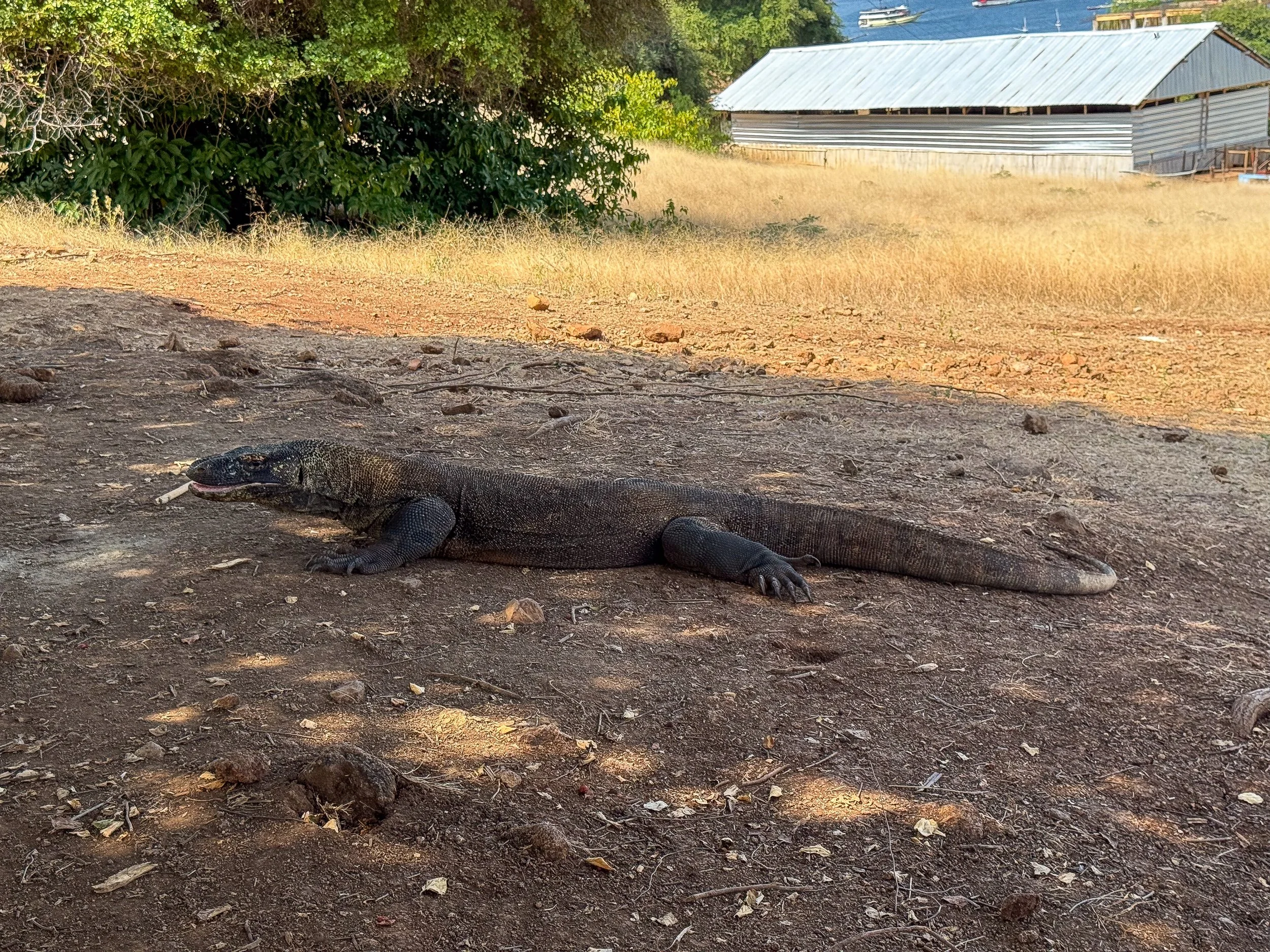 Komodo_National_Park_04.jpg