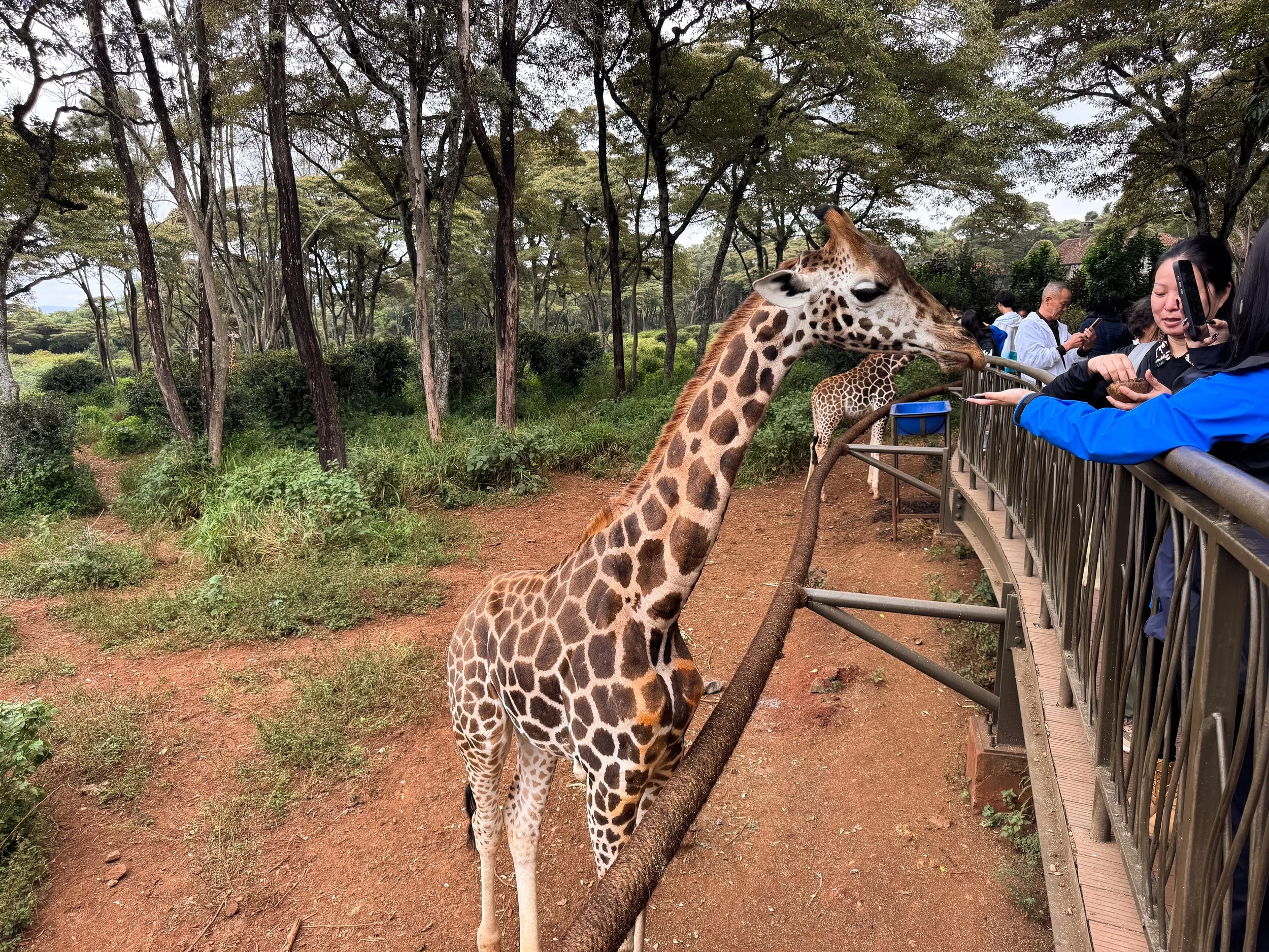Giraffe_Centre_02.jpg
