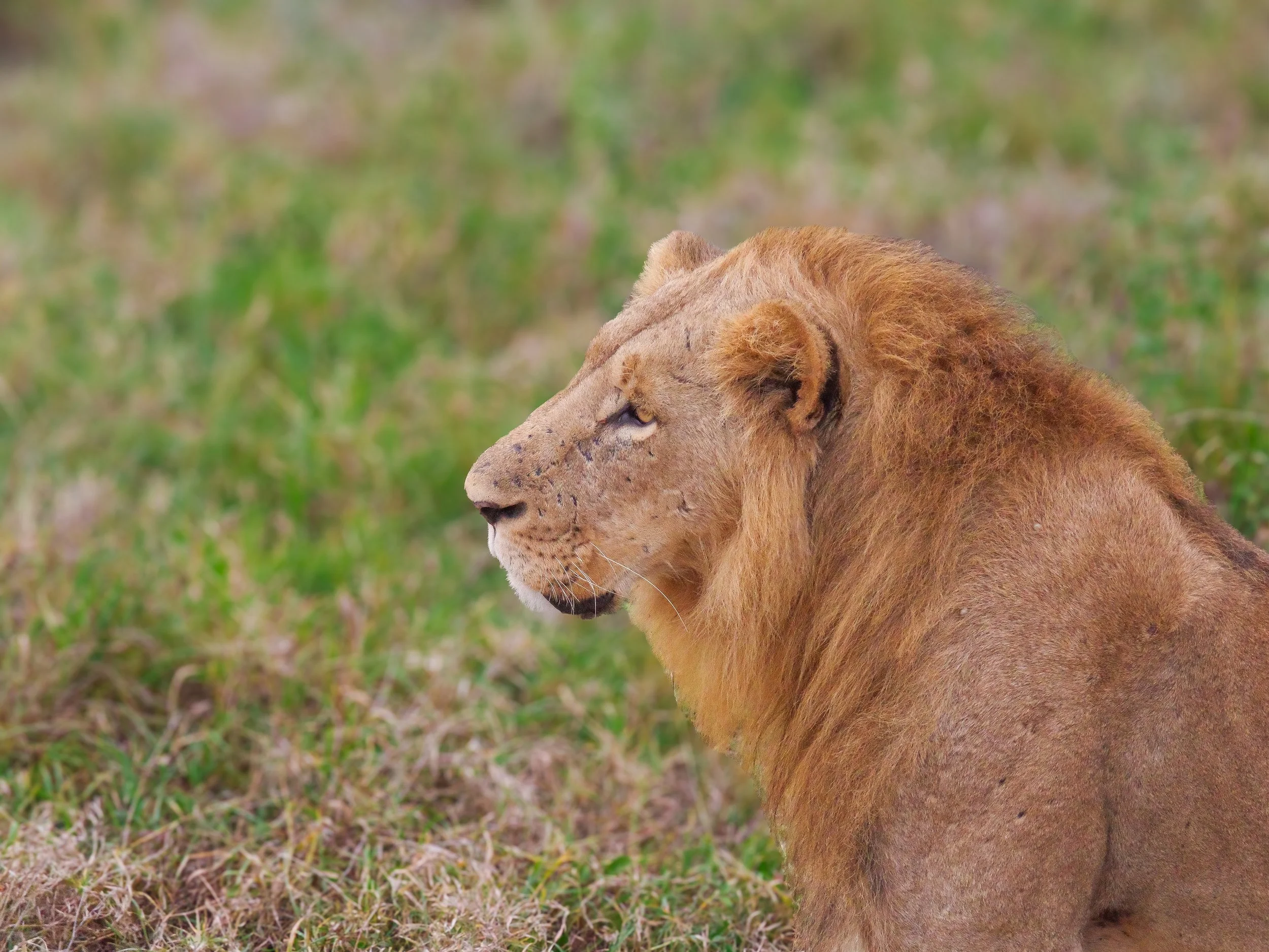 Nairobi_National_Park_01.jpg