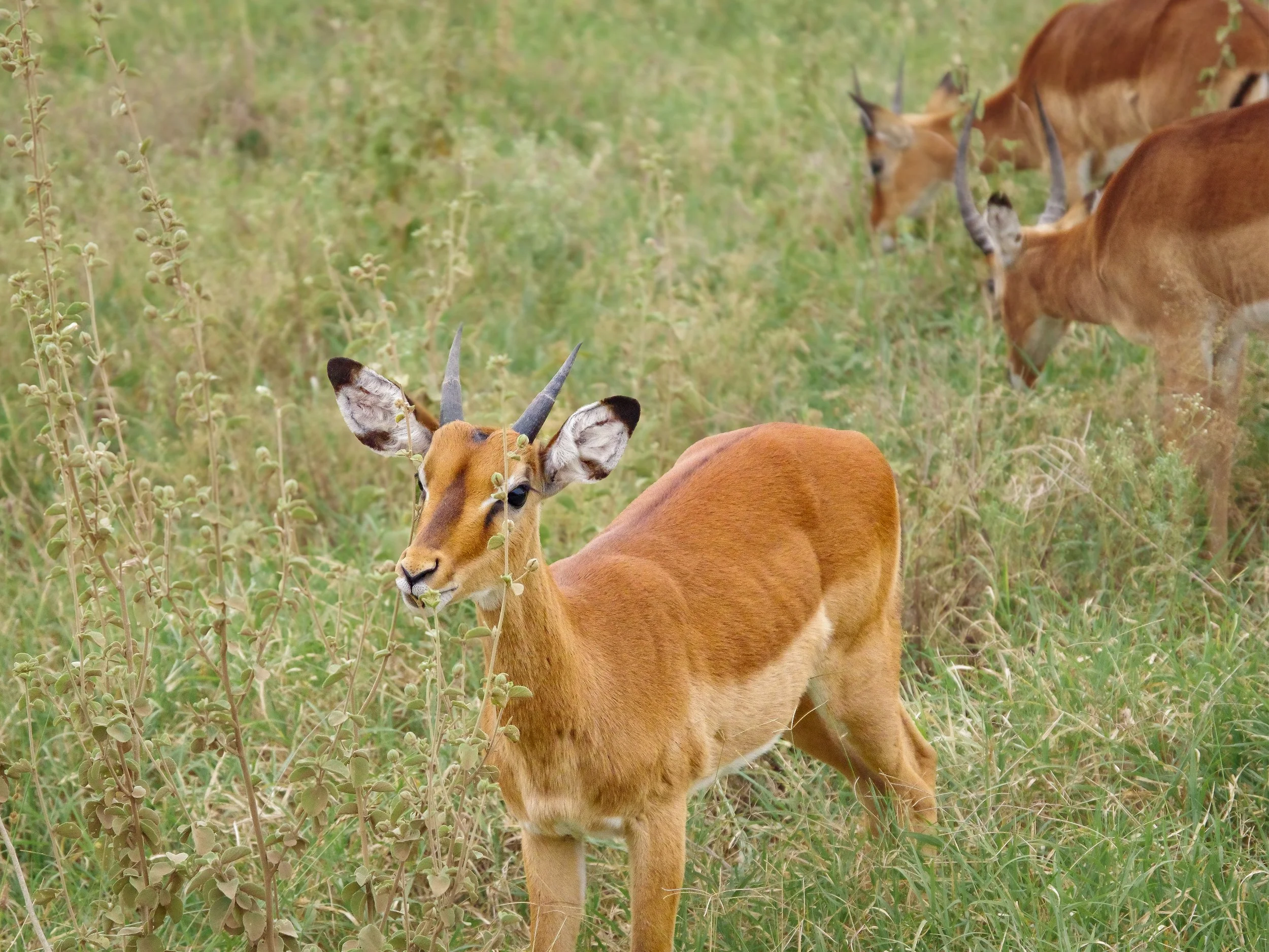 Nairobi_National_Park_07.jpg