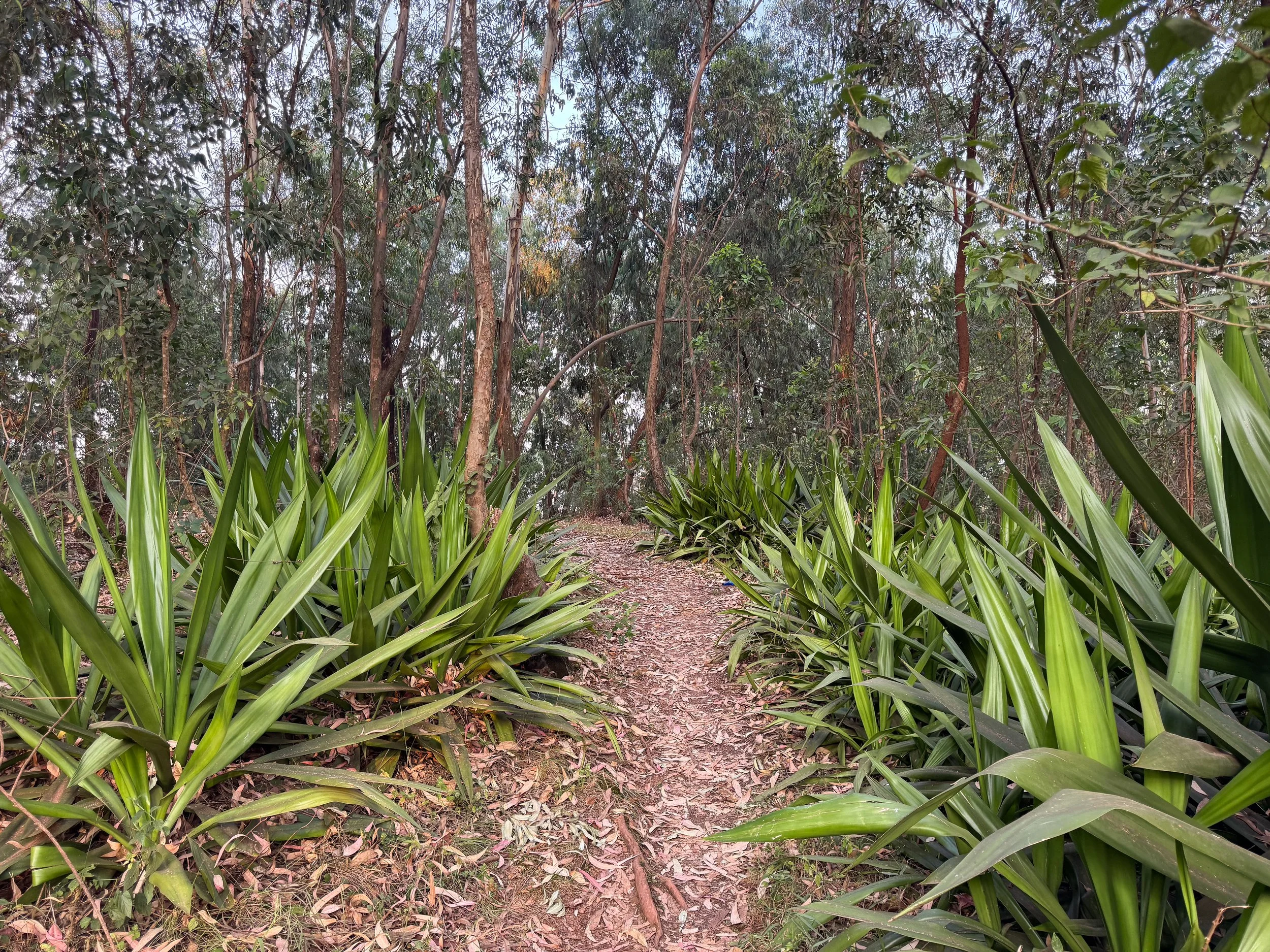 Mount_Kigali_Forest_04.jpg