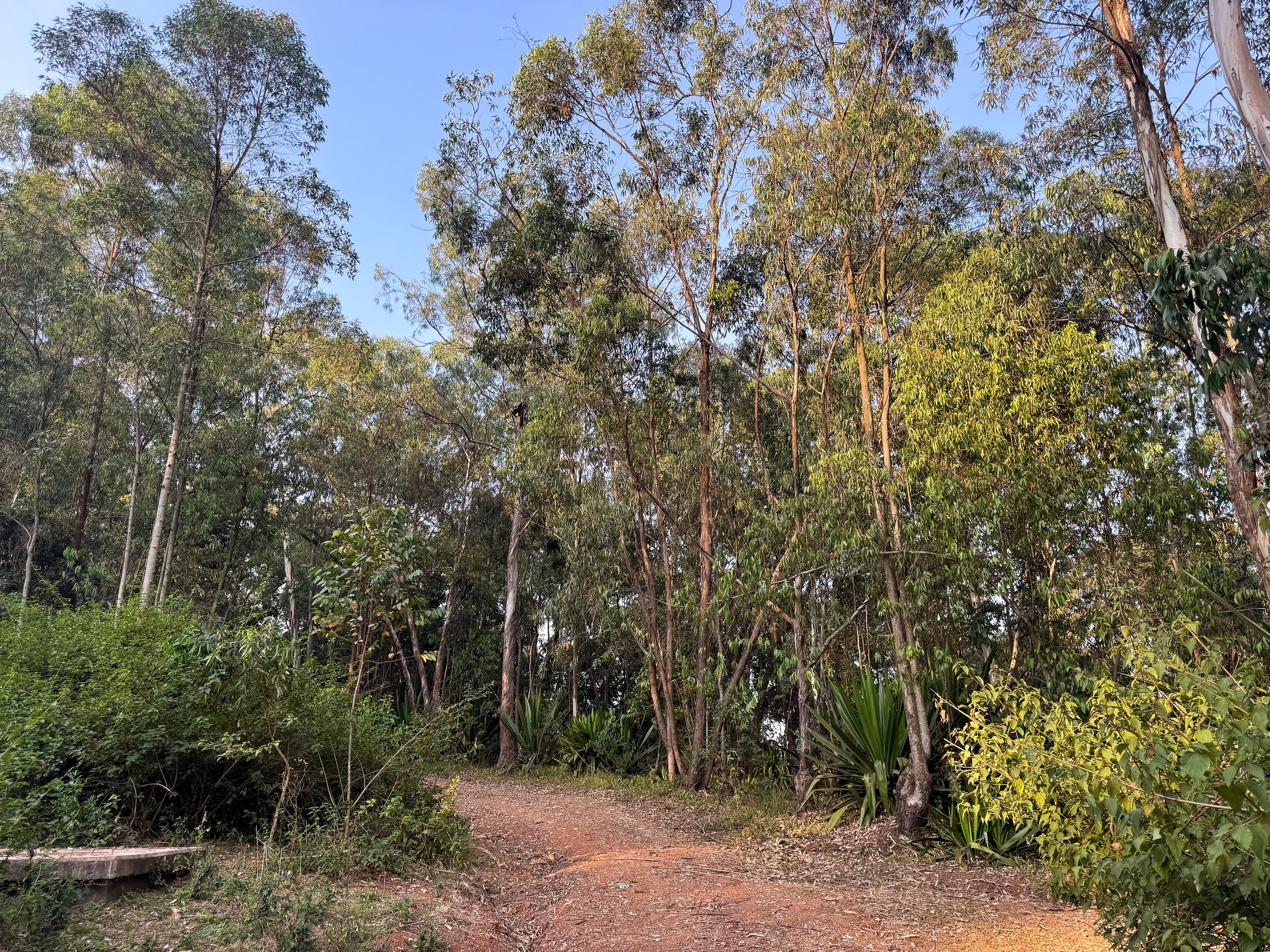 Mount_Kigali_Forest_06.jpg