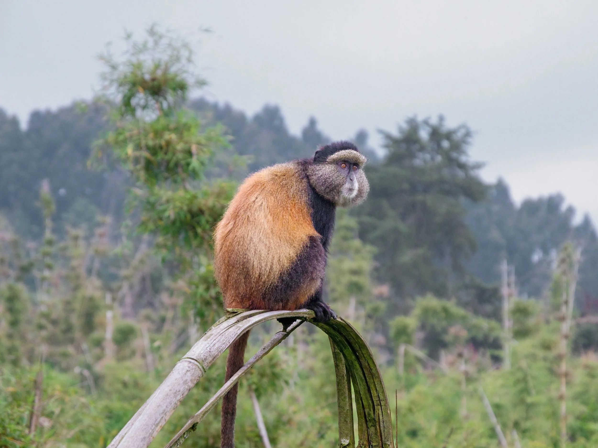 Golden_Monkey_Trekking_03.jpg