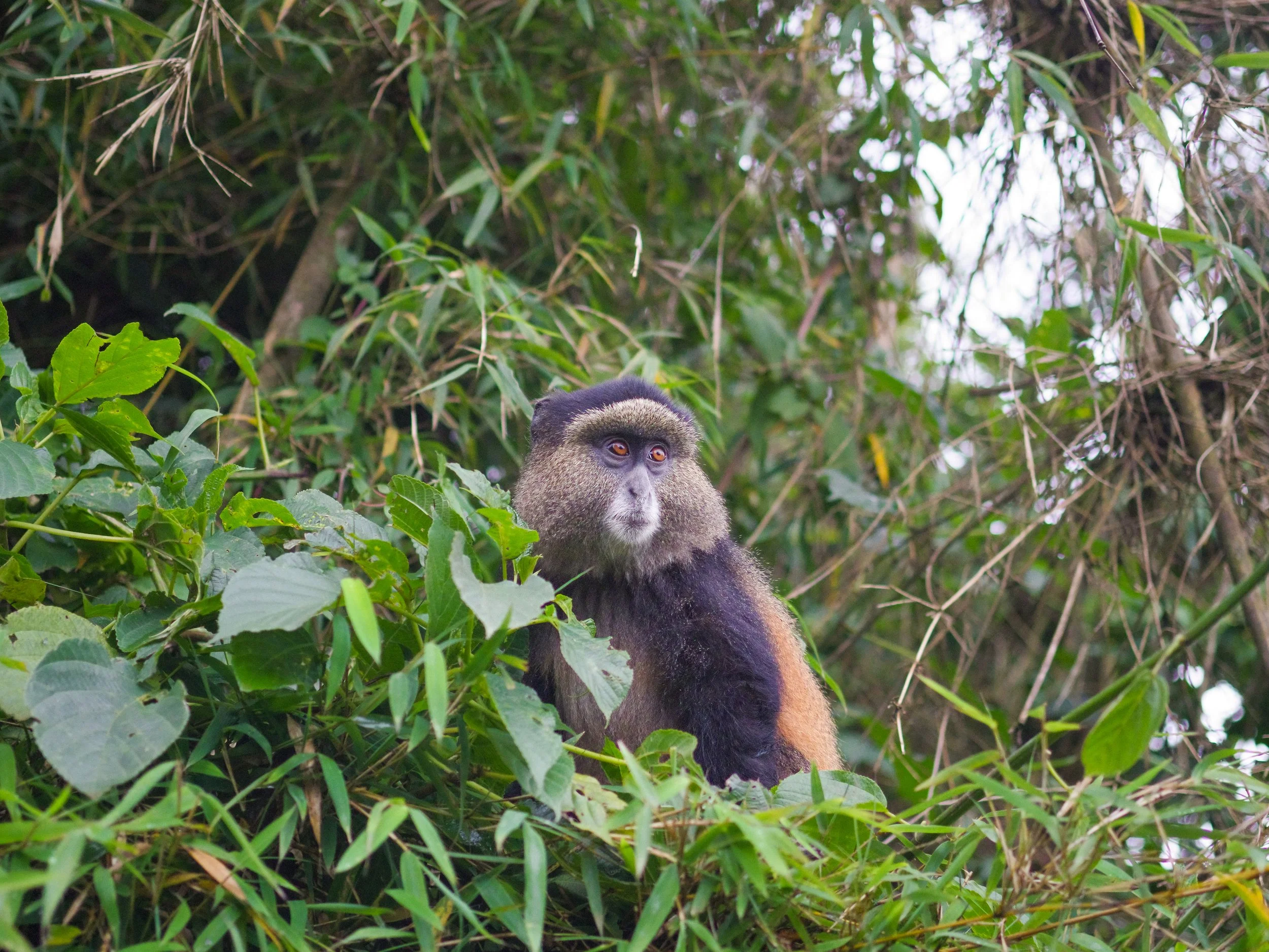 Golden_Monkey_Trekking_04.jpg