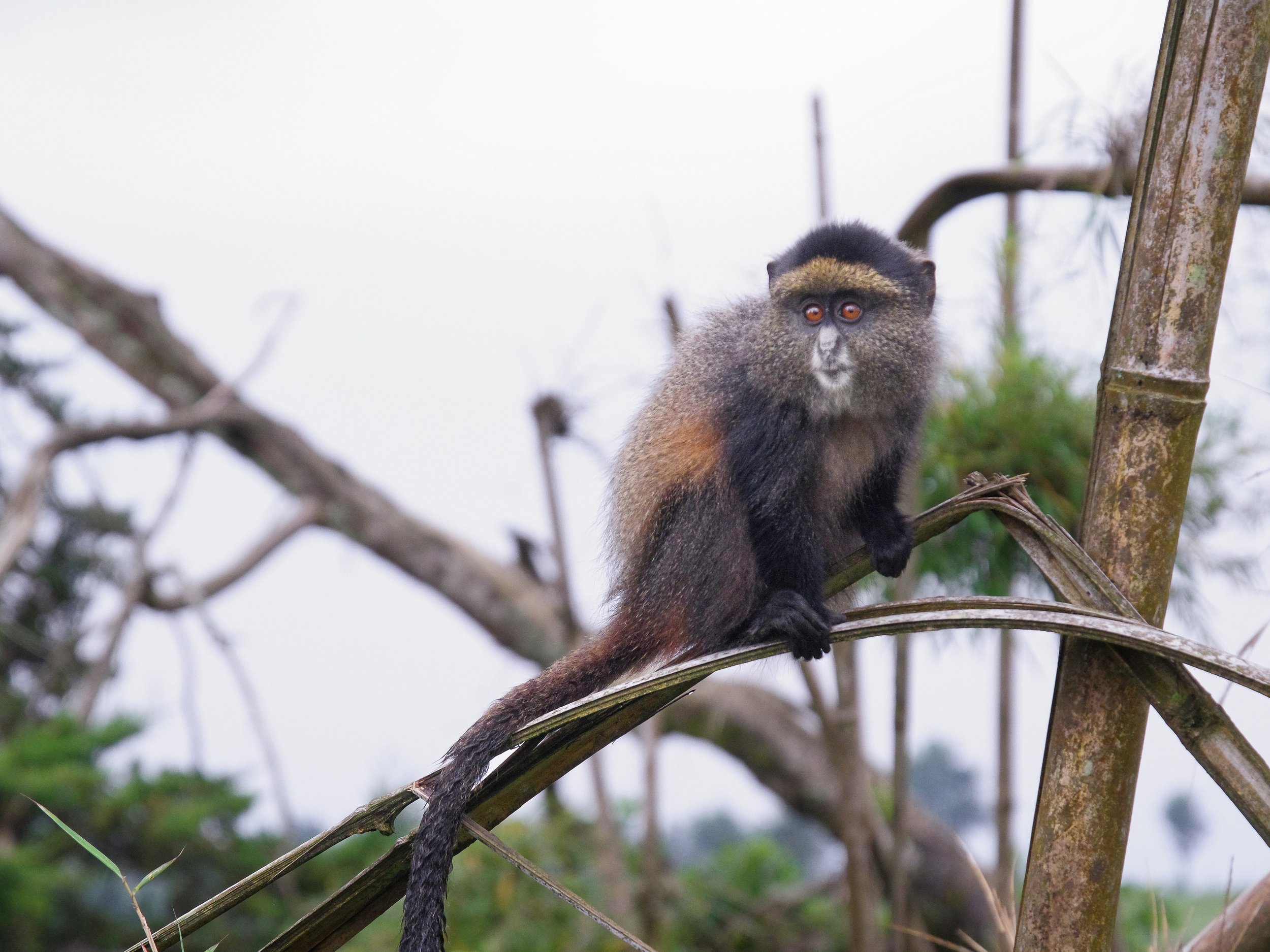 Golden_Monkey_Trekking_07.jpg