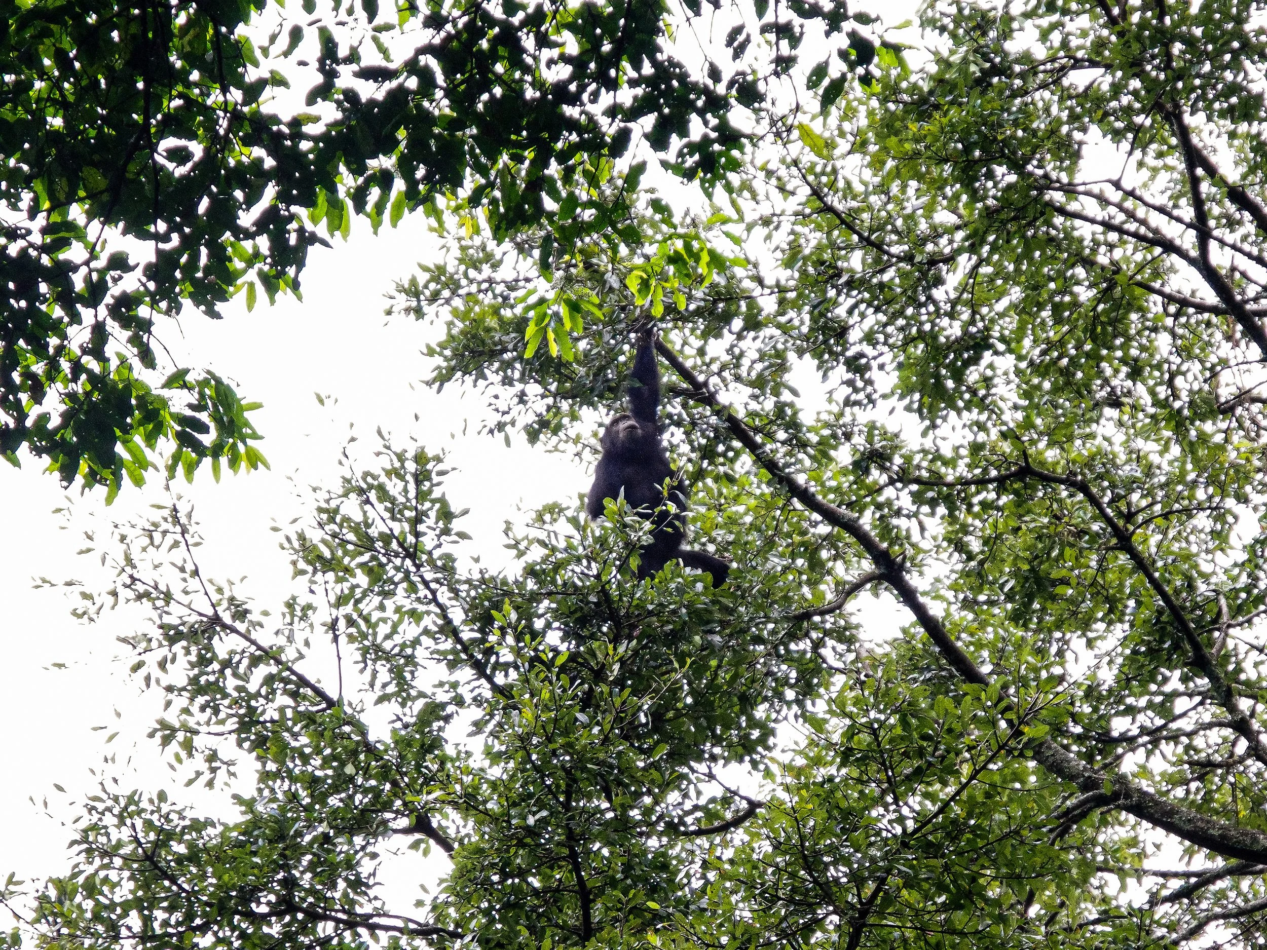Nyungwe_Chimpanzee_Trekking_01.jpg