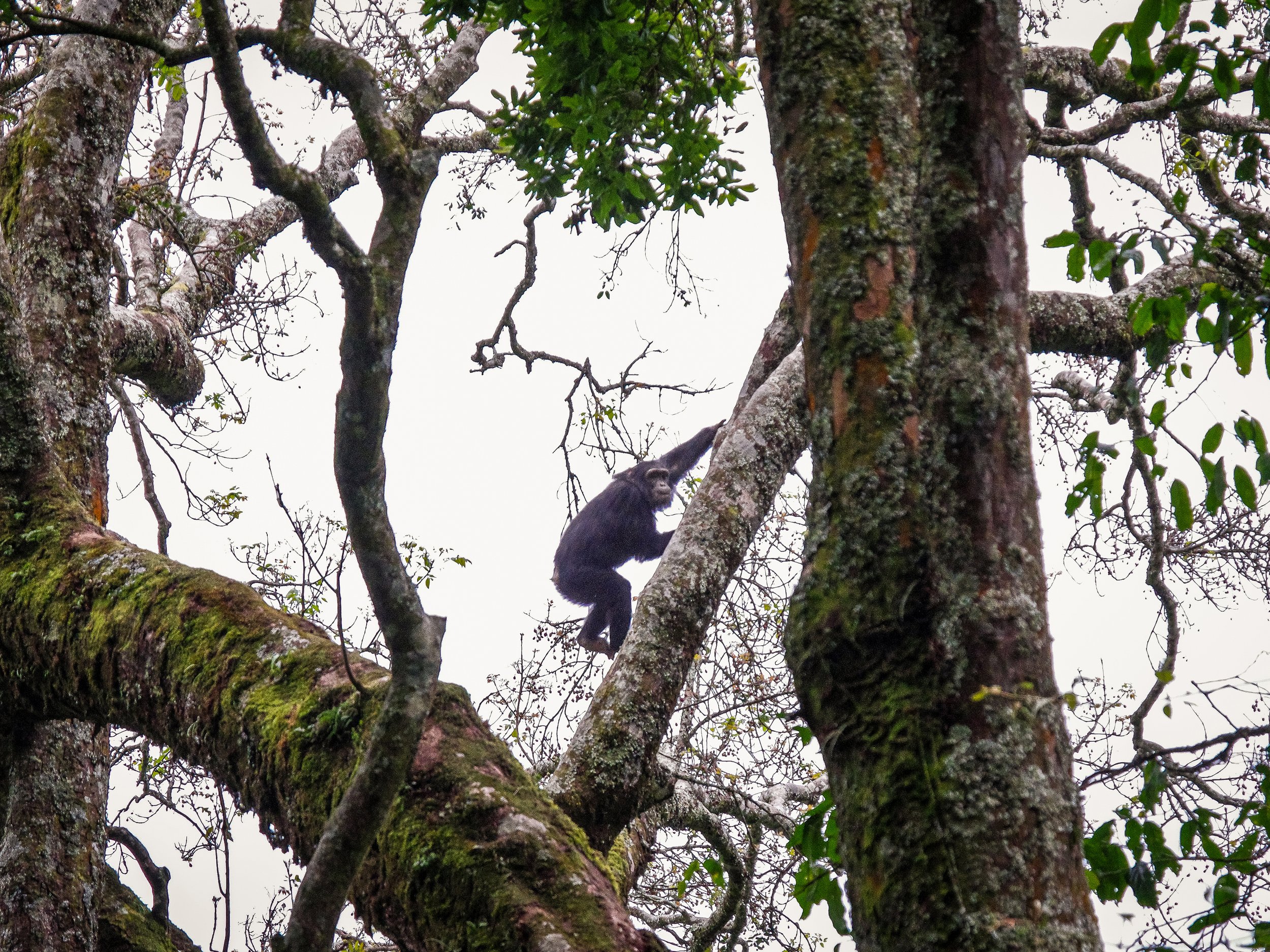 Nyungwe_Chimpanzee_Trekking_02.jpg
