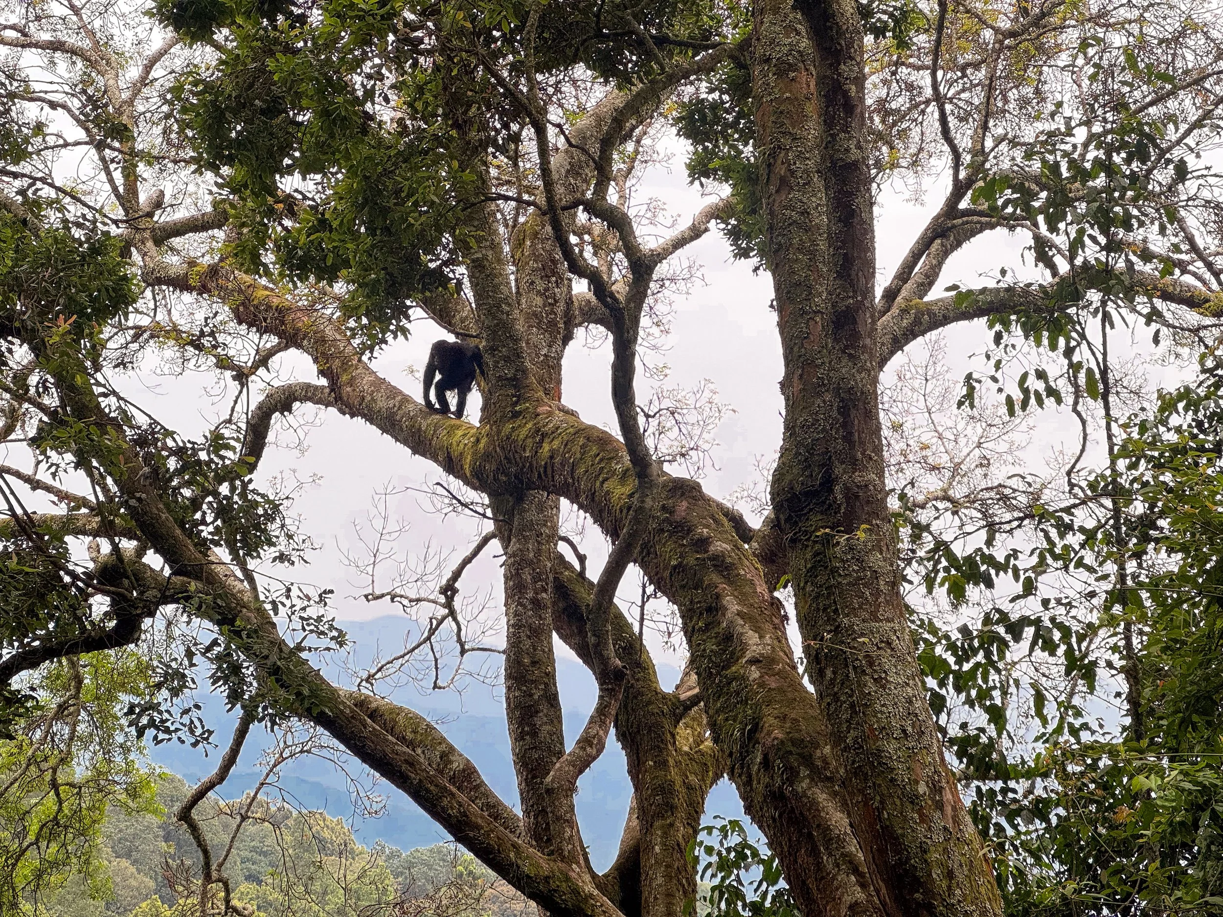 Nyungwe_Chimpanzee_Trekking_03.jpg