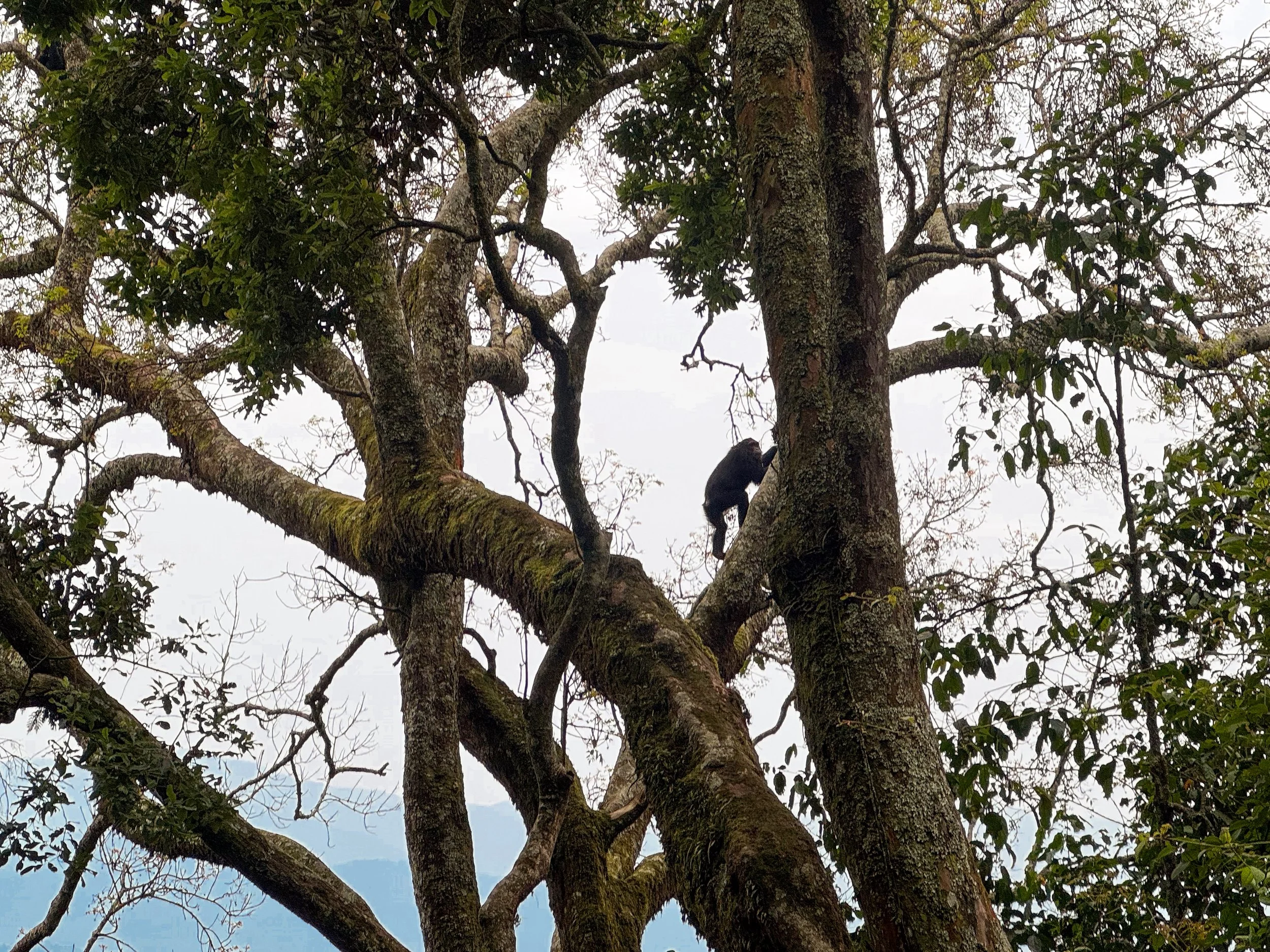 Nyungwe_Chimpanzee_Trekking_04.jpg