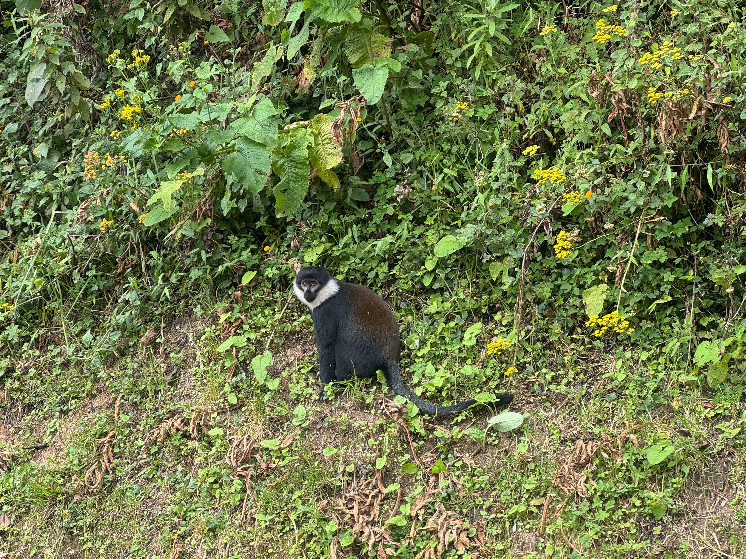 Nyungwe_Chimpanzee_Trekking_07.jpg
