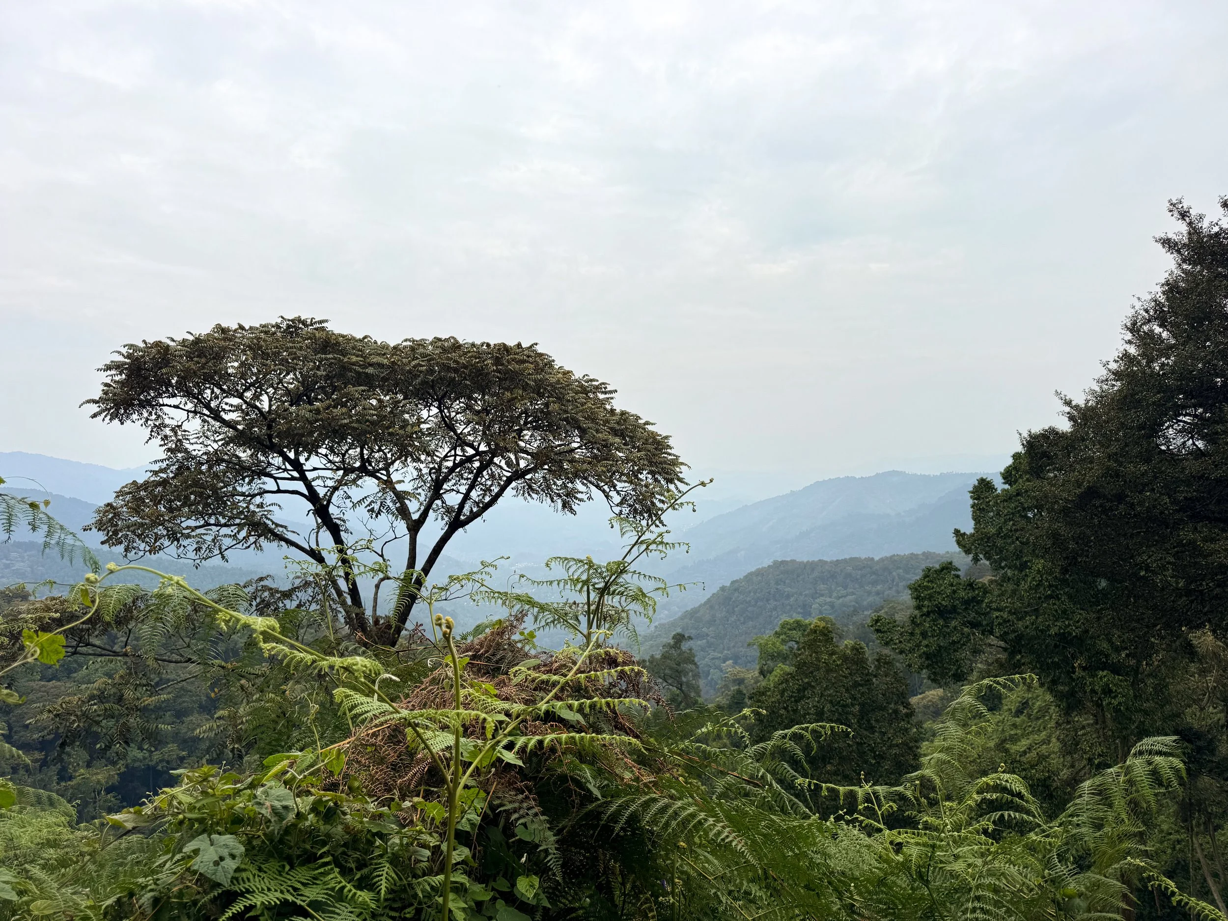 Nyungwe_Canopy_Walk_01.jpg