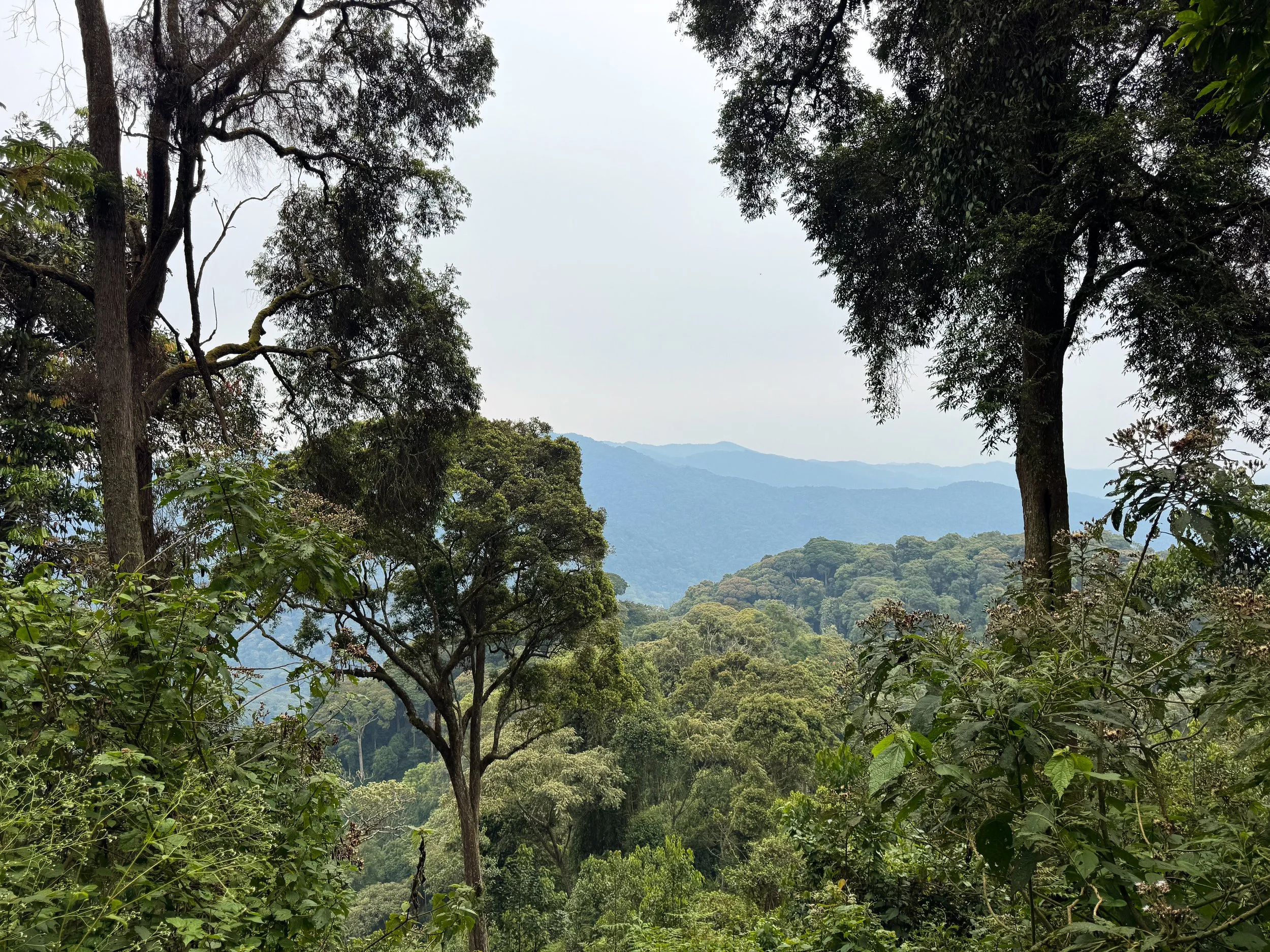 Nyungwe_Canopy_Walk_02.jpg