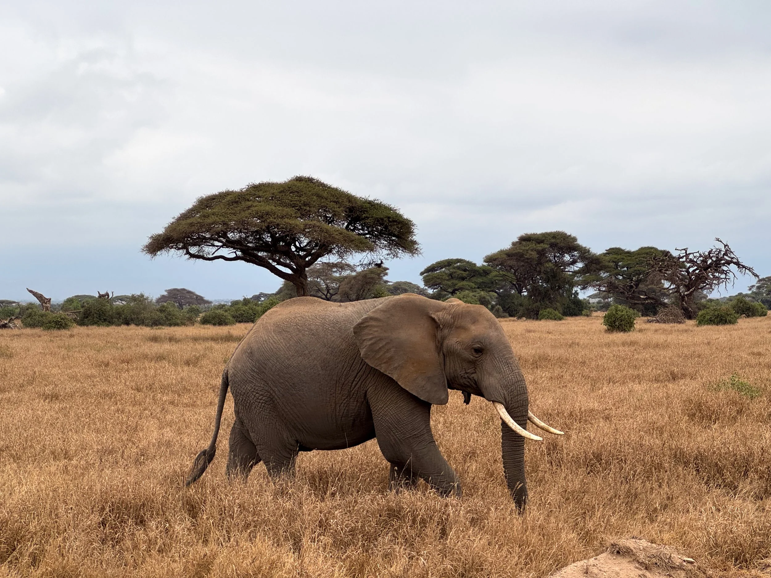 Kenyan Safari