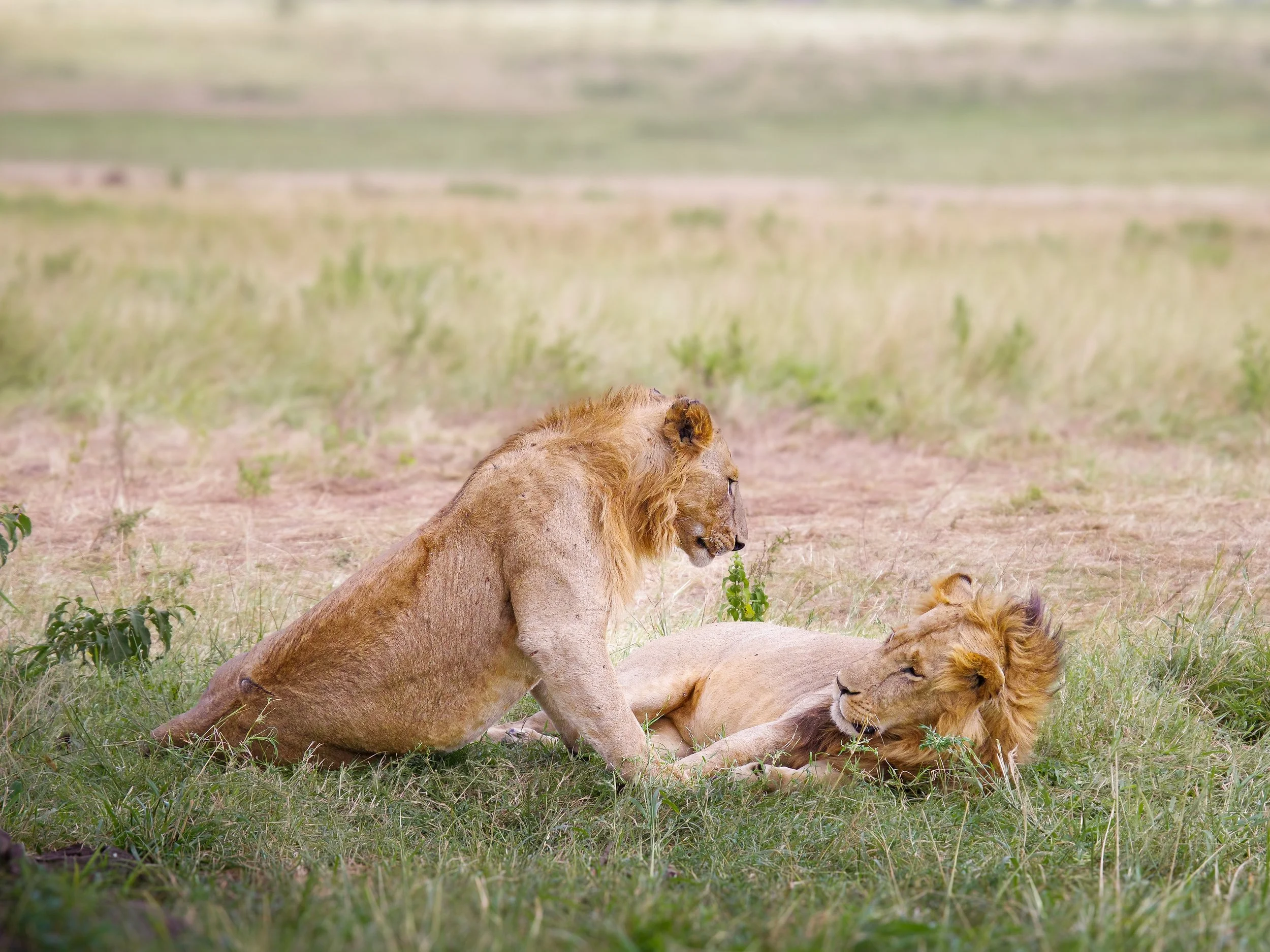Maasai_Mara_National_Park_02.jpg