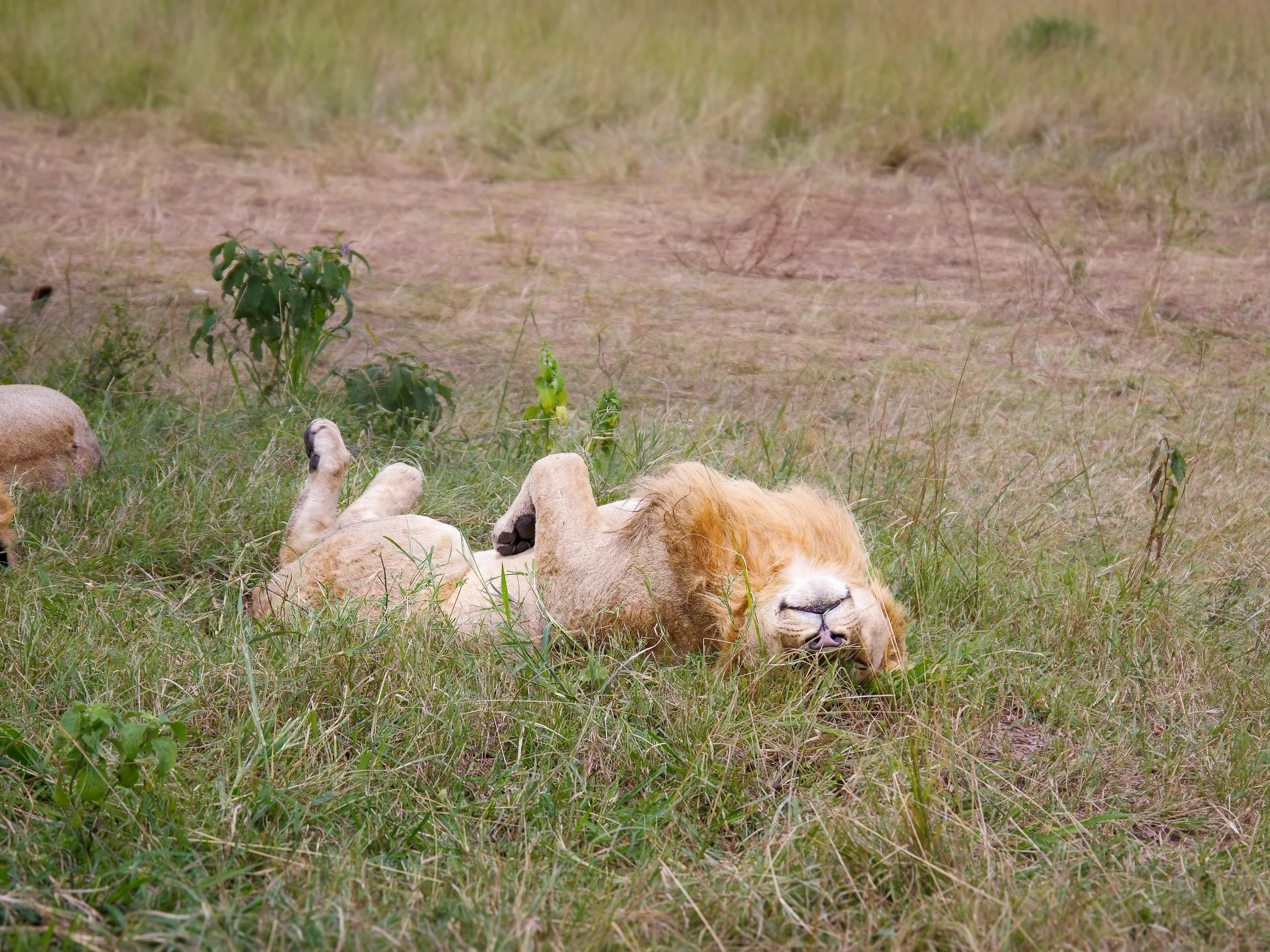 Maasai_Mara_National_Park_03.jpg