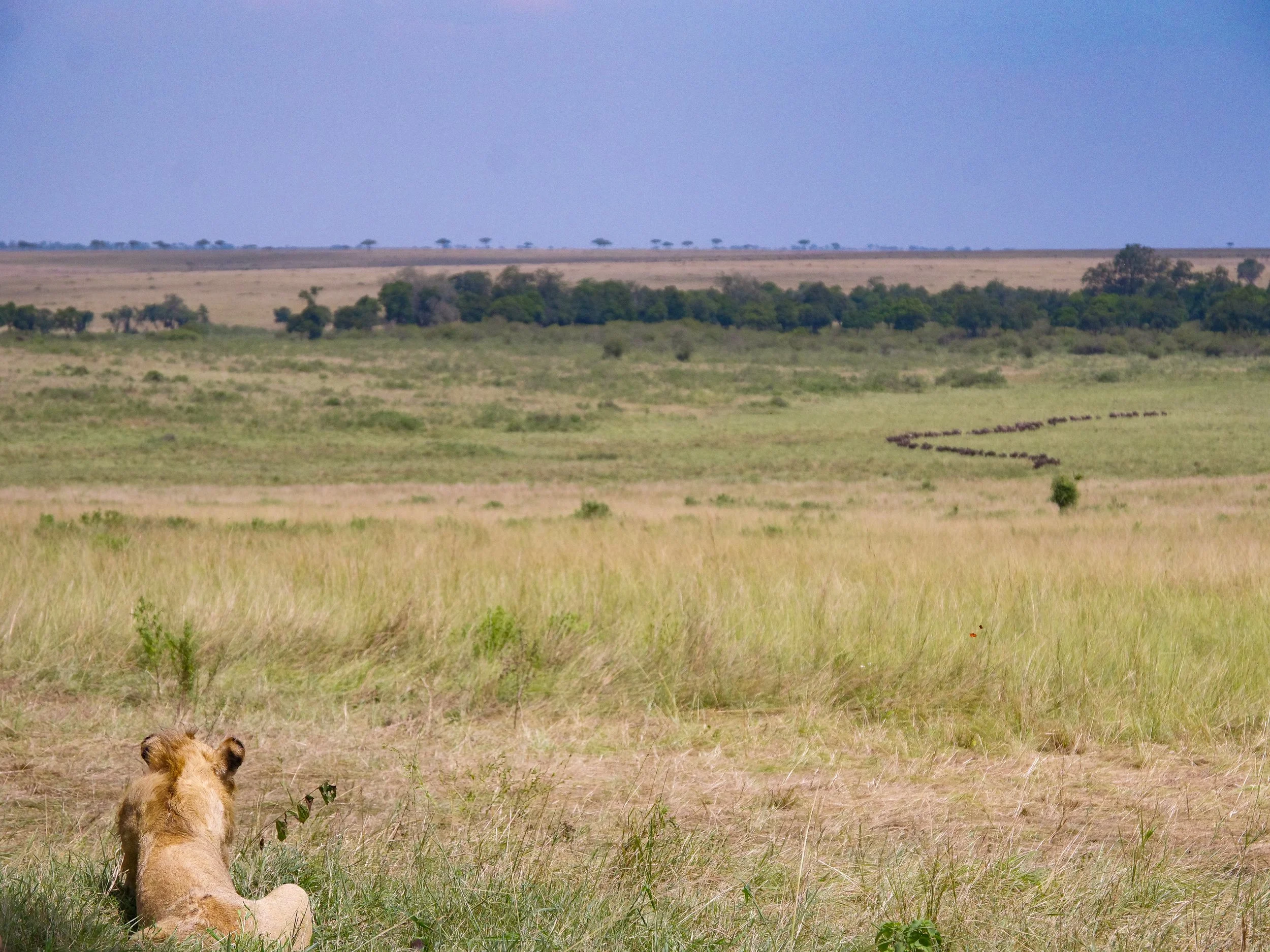 Maasai_Mara_National_Park_05.jpg
