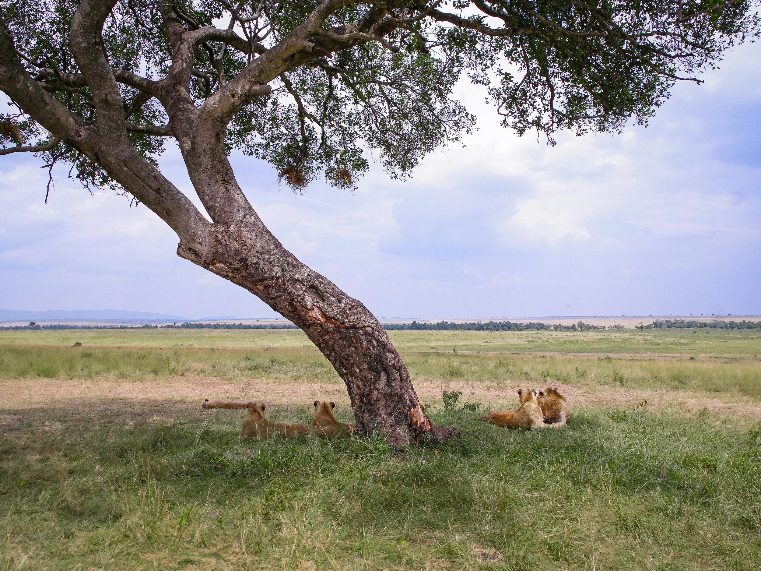Maasai_Mara_National_Park_04.jpg
