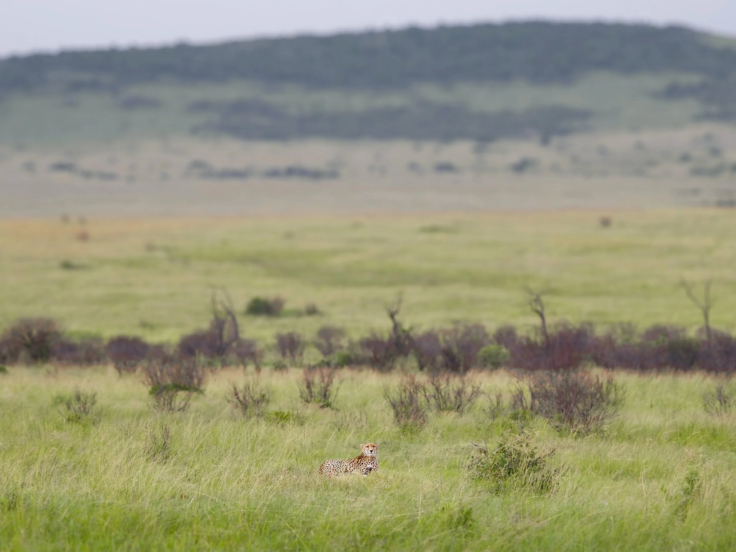 Maasai_Mara_National_Park_07.jpg