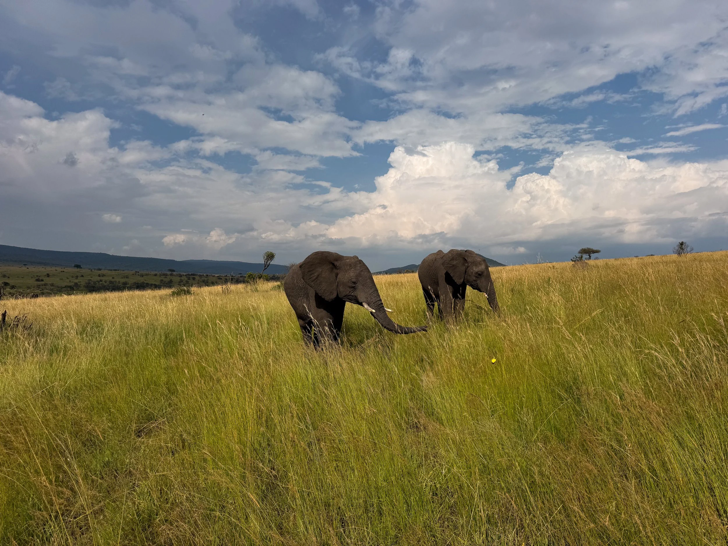Maasai_Mara_National_Park_09.jpg