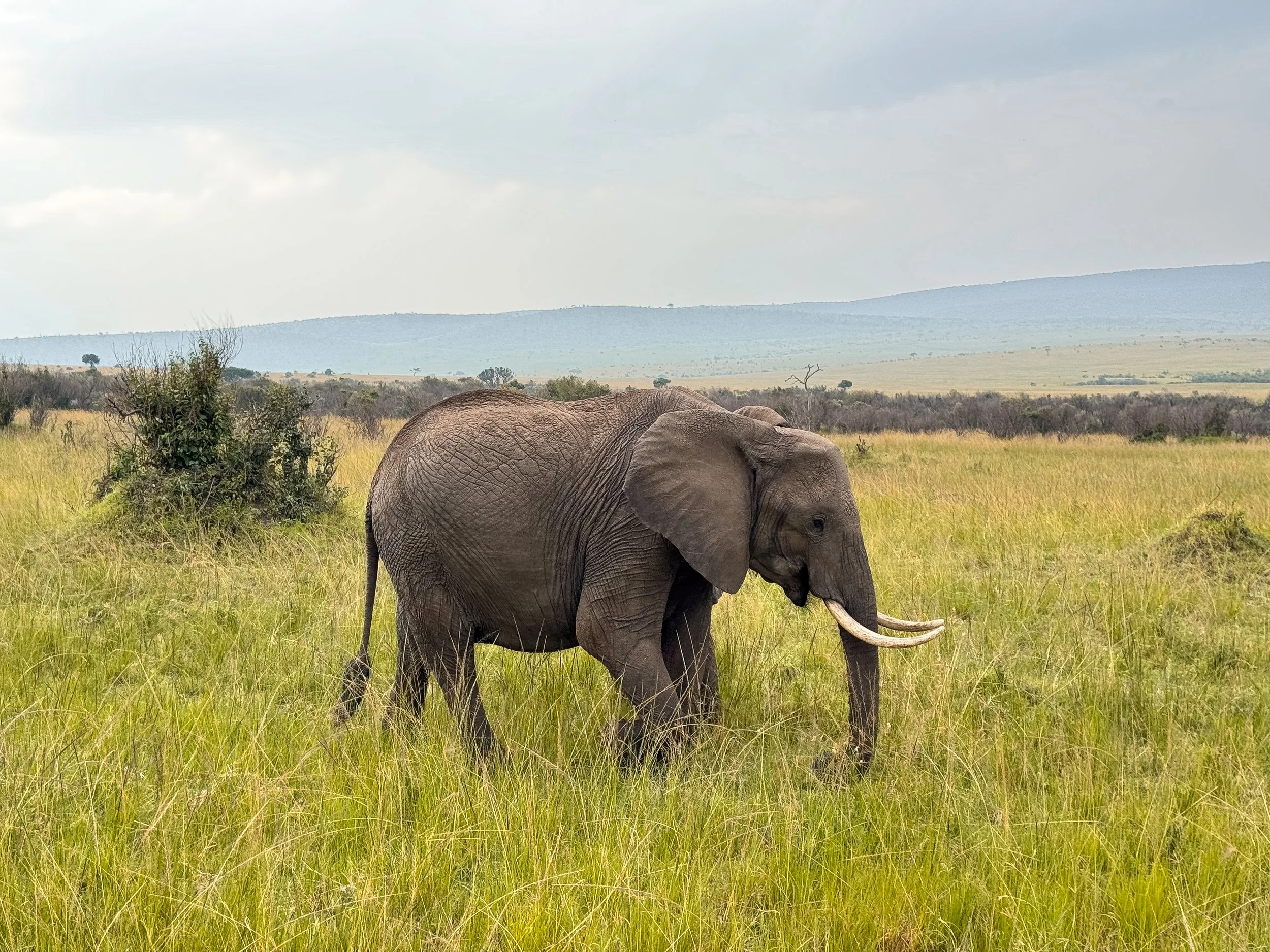 Maasai_Mara_National_Park_11.jpg