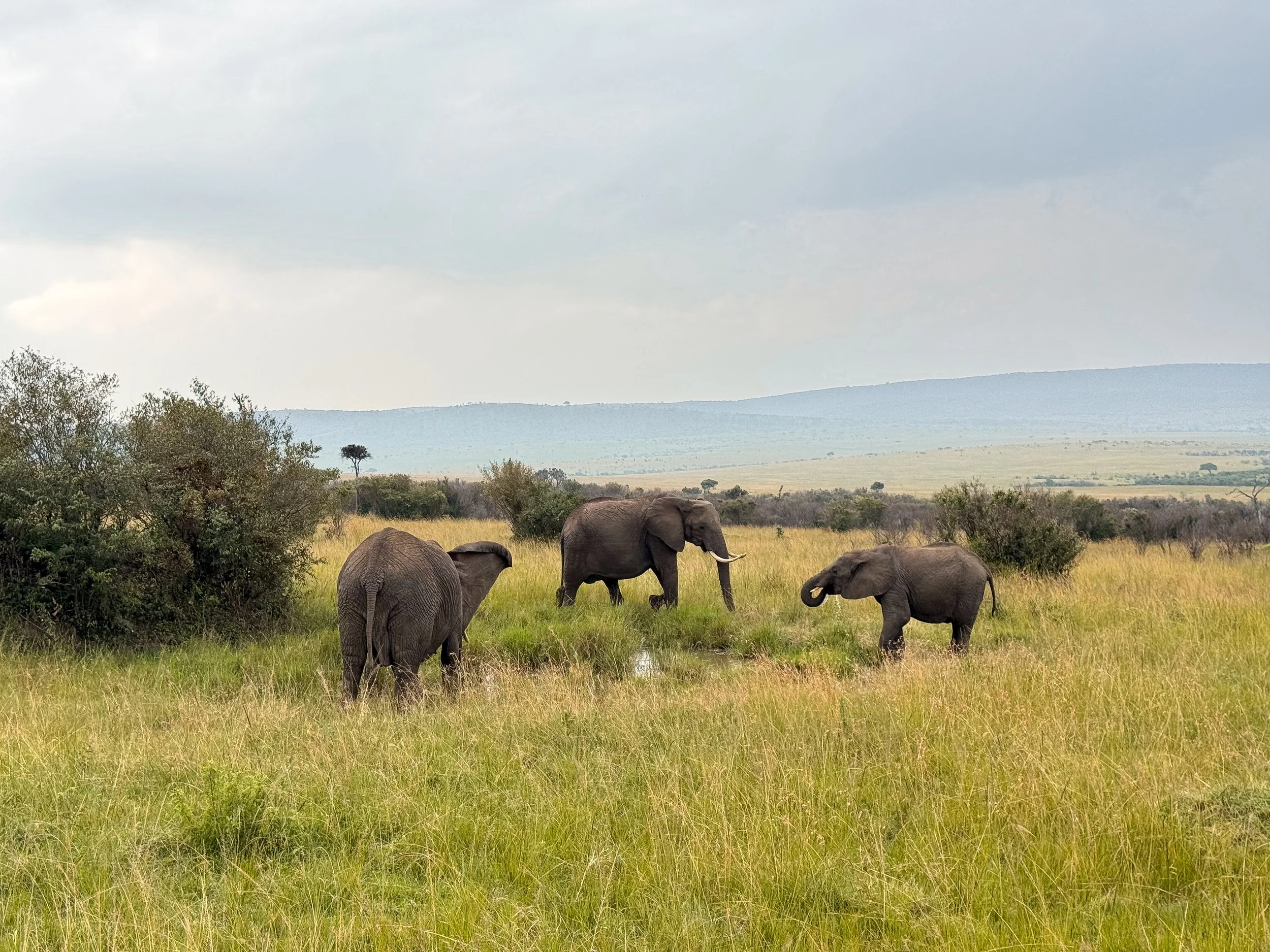 Maasai_Mara_National_Park_12.jpg