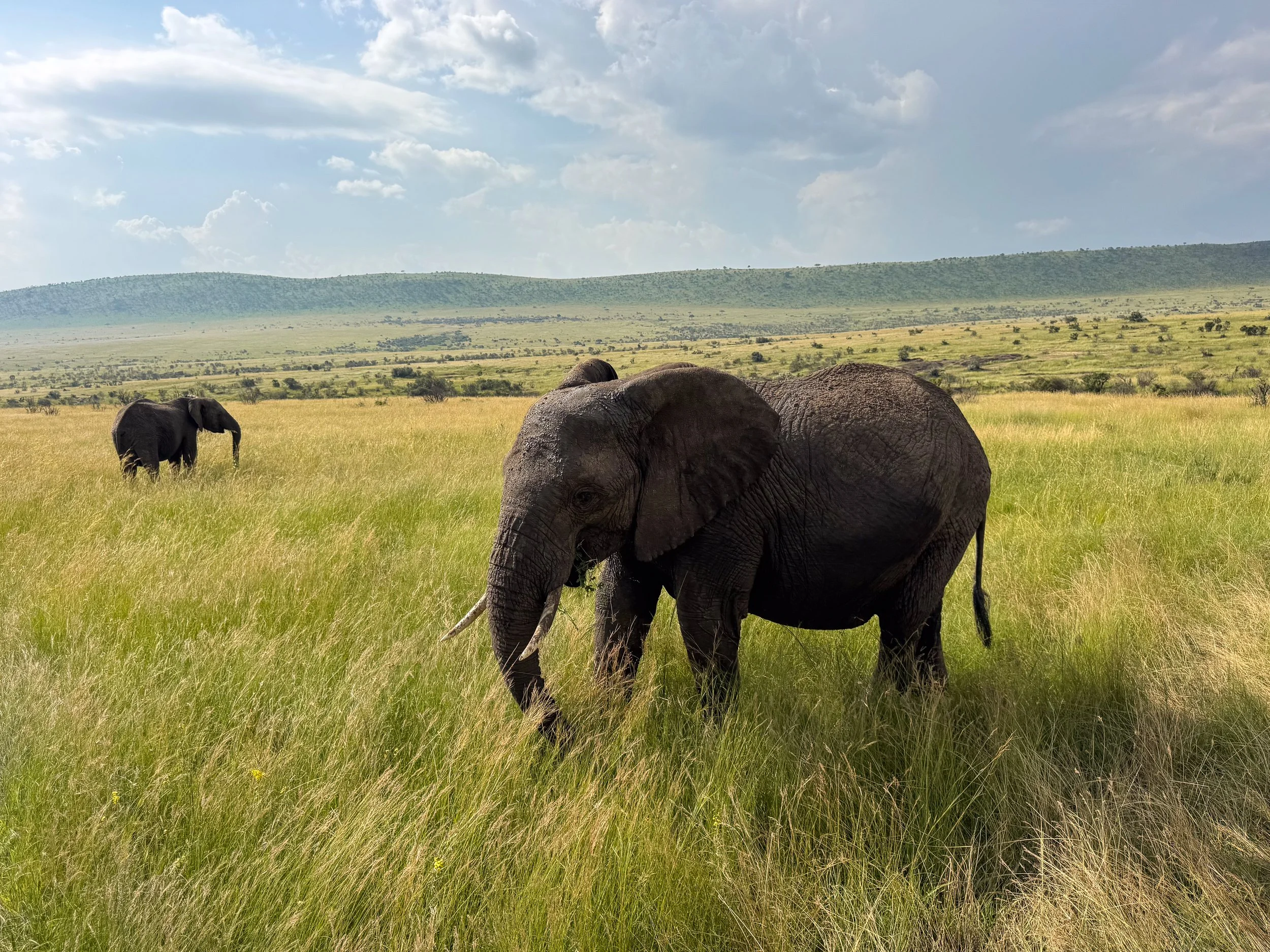 Maasai_Mara_National_Park_14.jpg