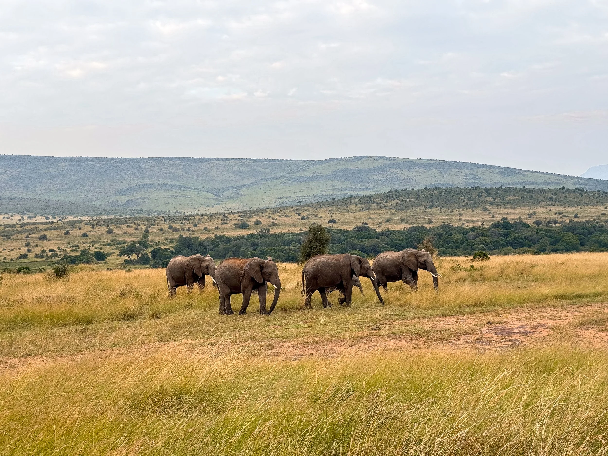 Maasai_Mara_National_Park_15.jpg