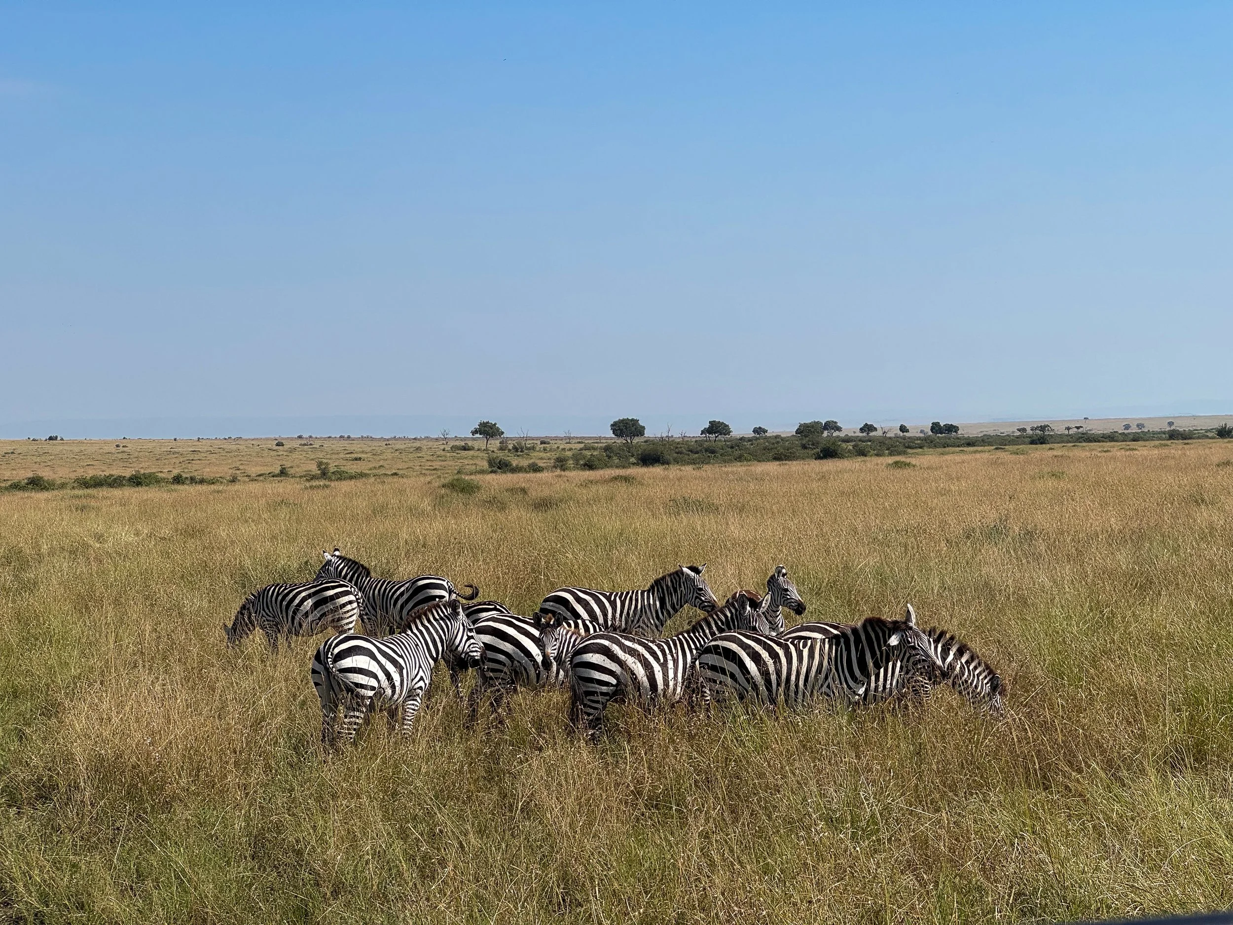 Maasai_Mara_National_Park_18.jpg