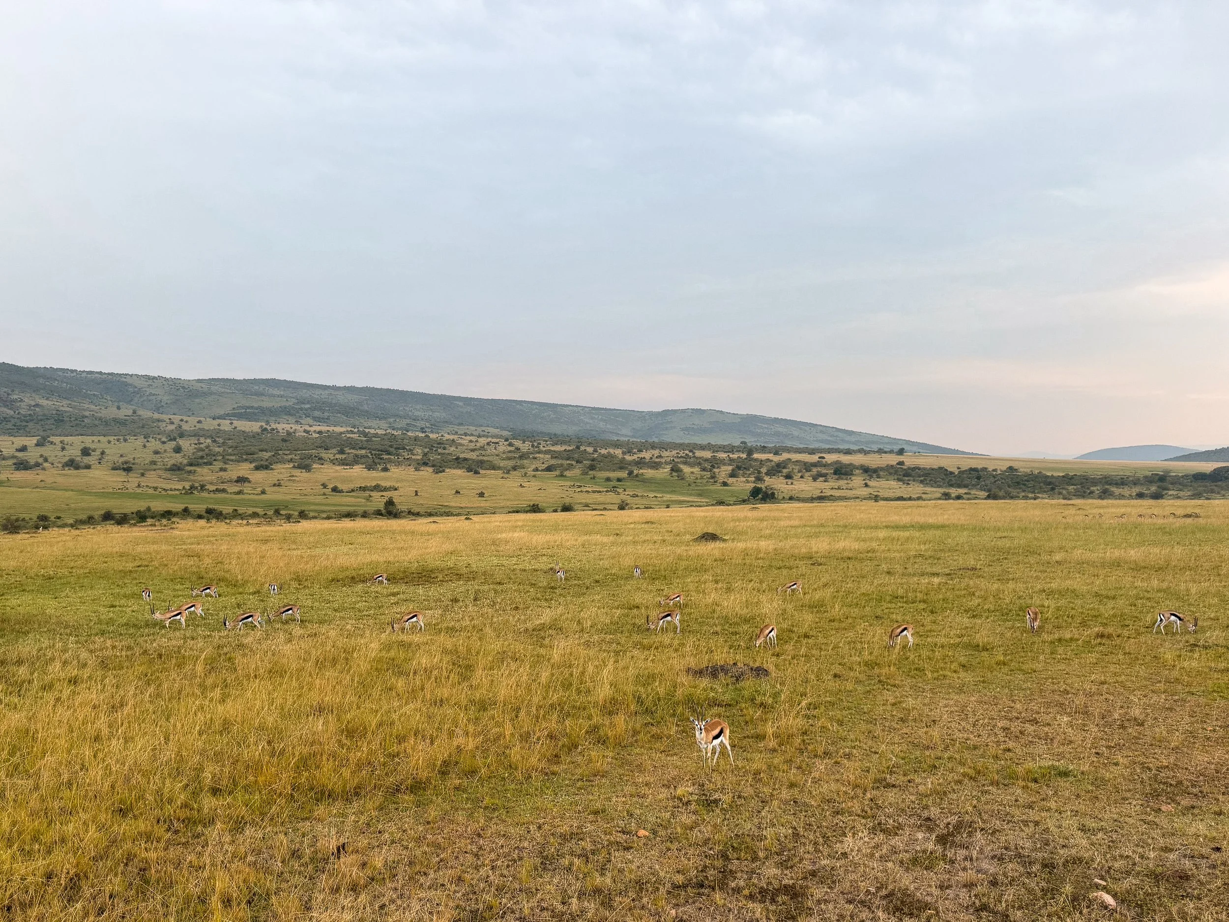 Maasai_Mara_National_Park_19.jpg