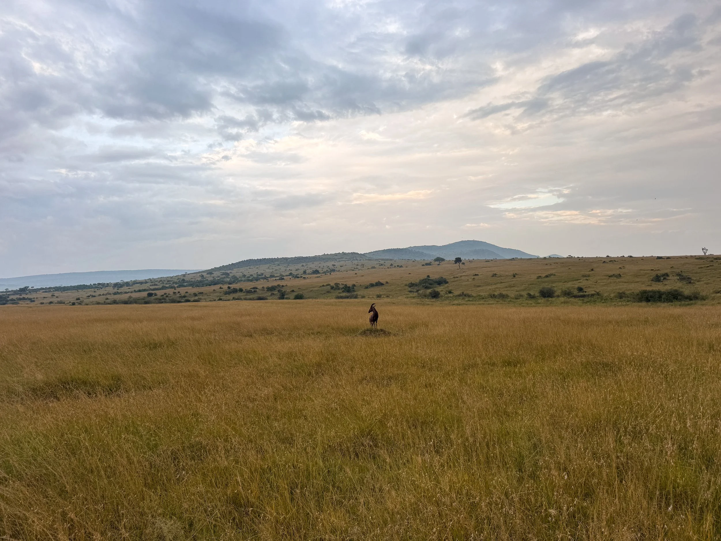 Maasai_Mara_National_Park_21.jpg