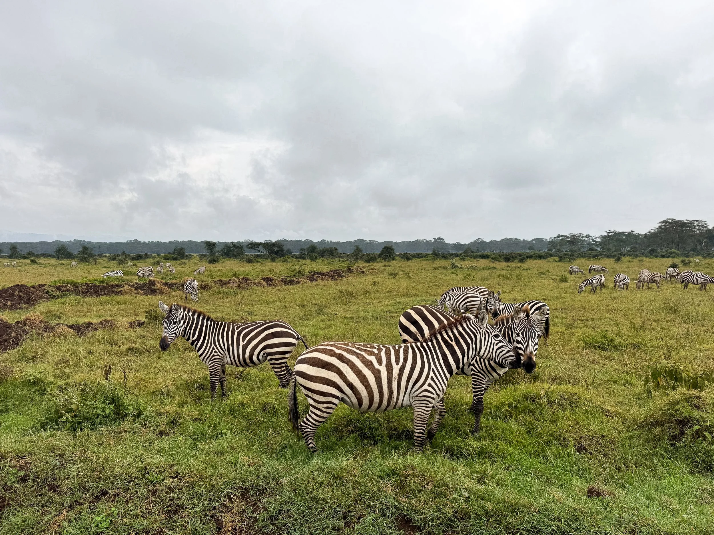 Lake_Nakuru_National_Park_06.jpg