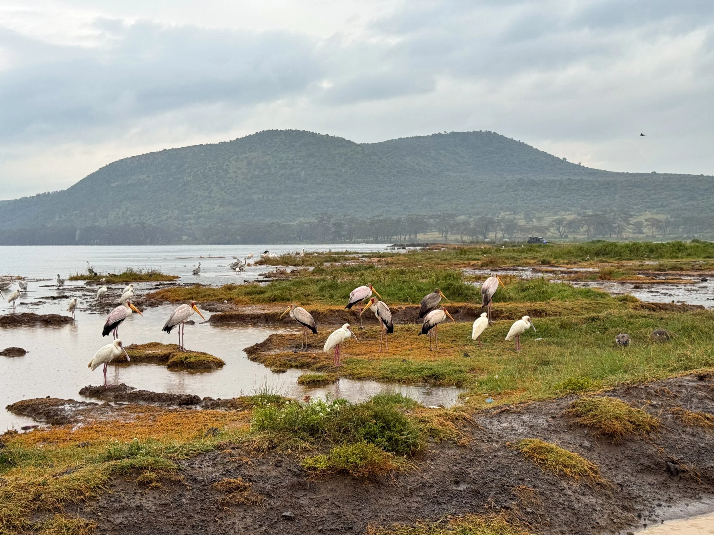Lake_Nakuru_National_Park_08.jpg