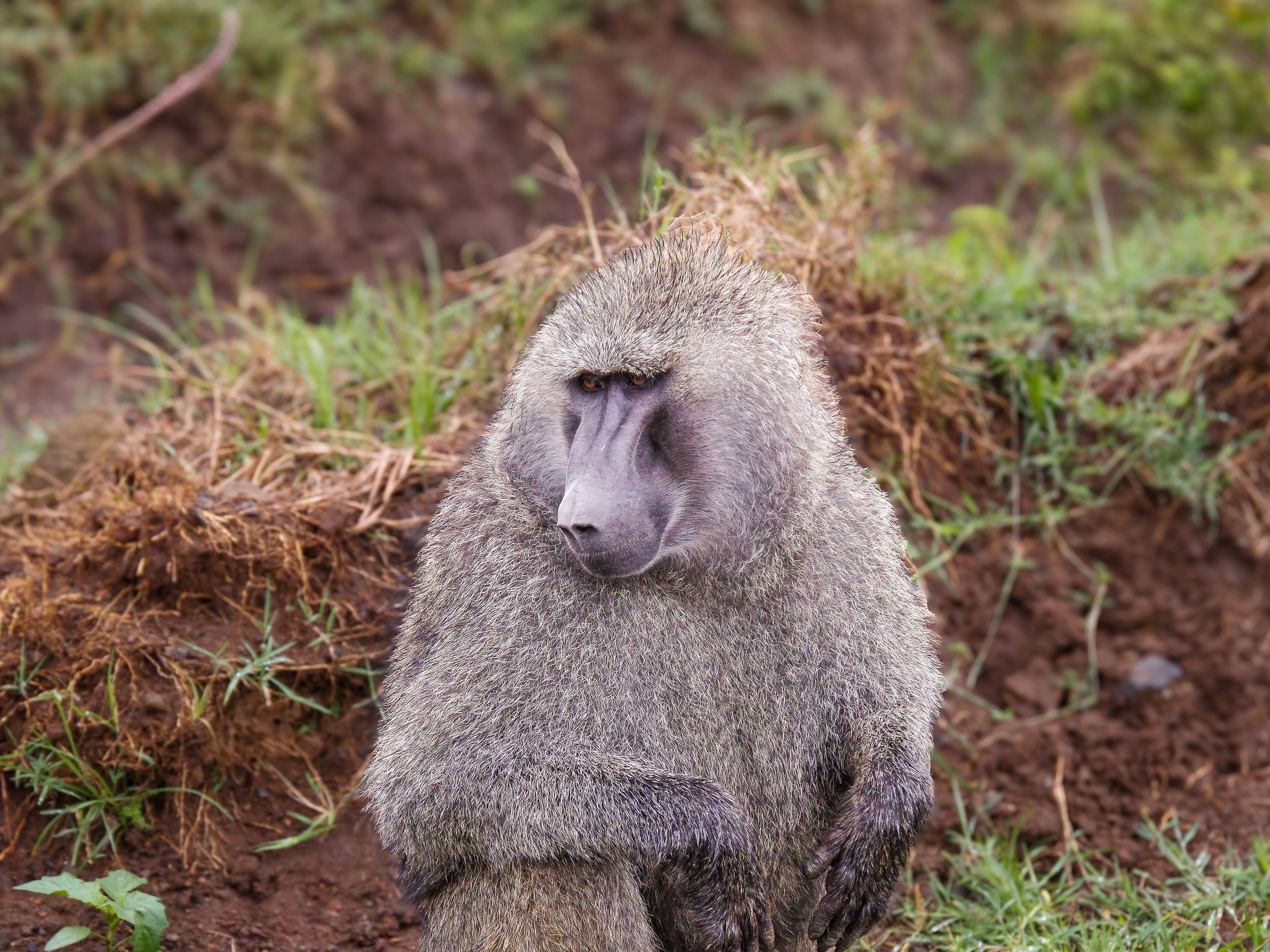 Lake_Nakuru_National_Park_09.jpg