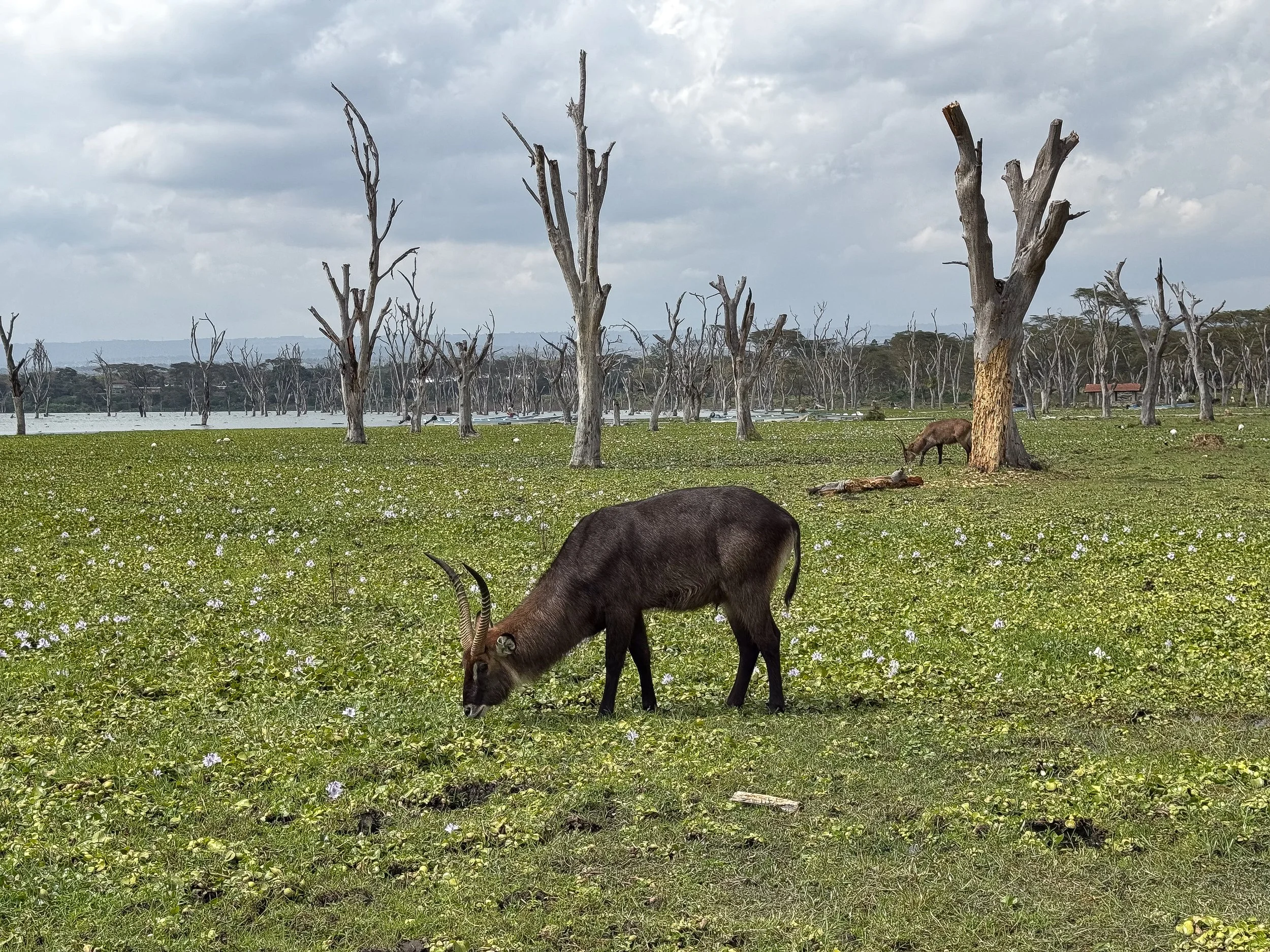 Lake_Naivasha_Walking_Safari_04.jpg
