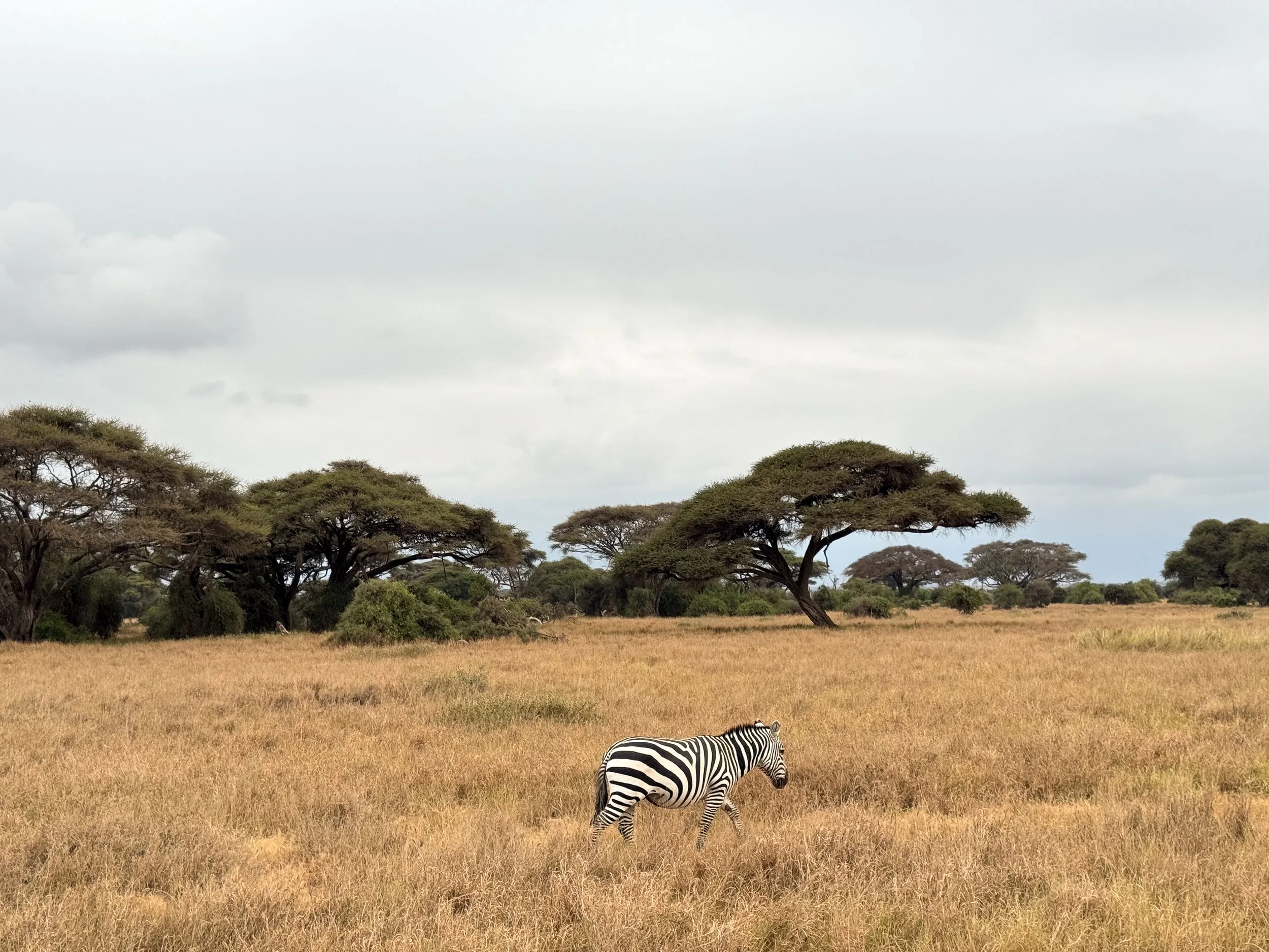 Amboseli_National_Park_09.jpg