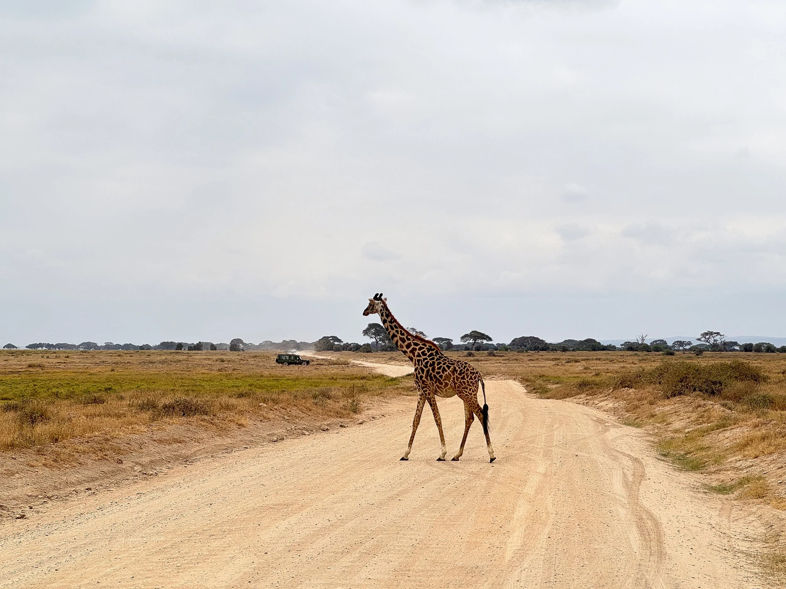Amboseli_National_Park_11.jpg
