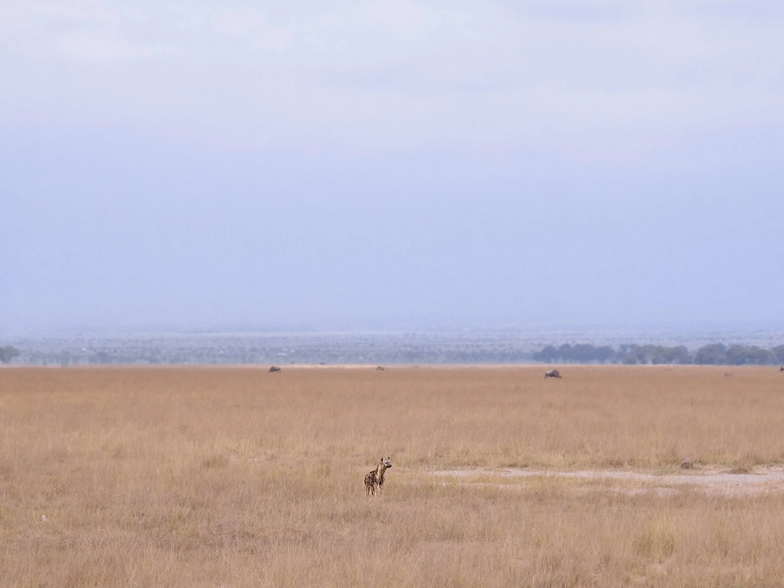 Amboseli_National_Park_13.jpg