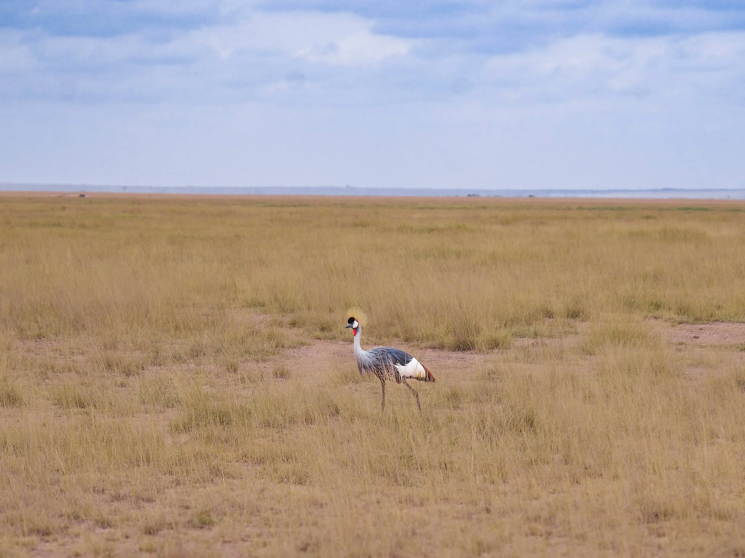 Amboseli_National_Park_14.jpg