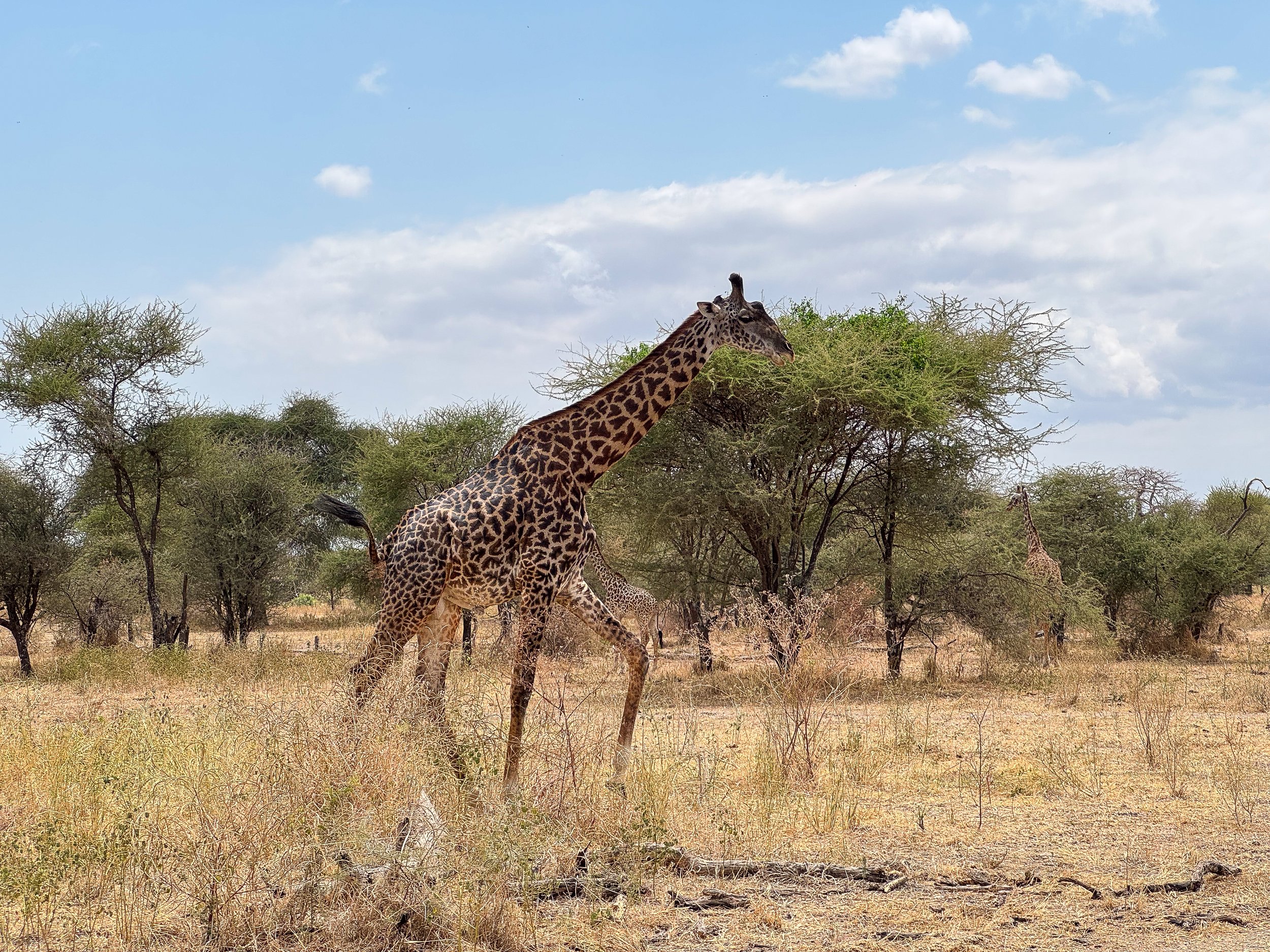 Tarangire_National_Park_01.jpg