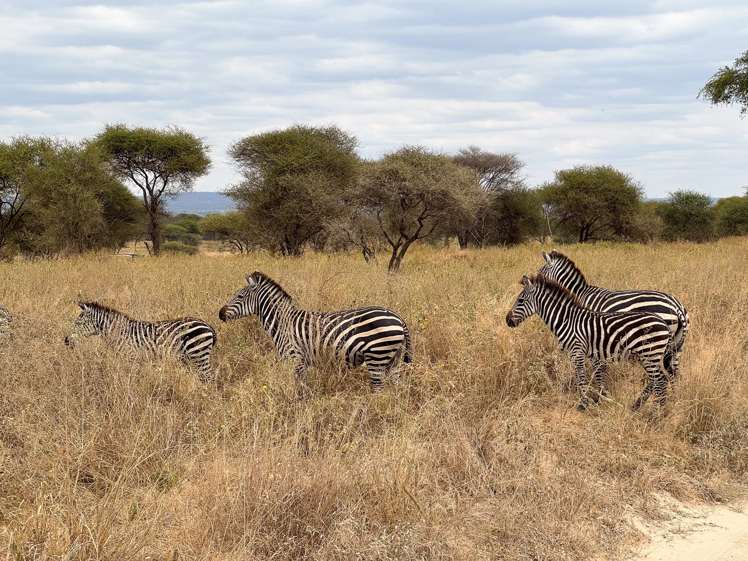 Tarangire_National_Park_02.jpg