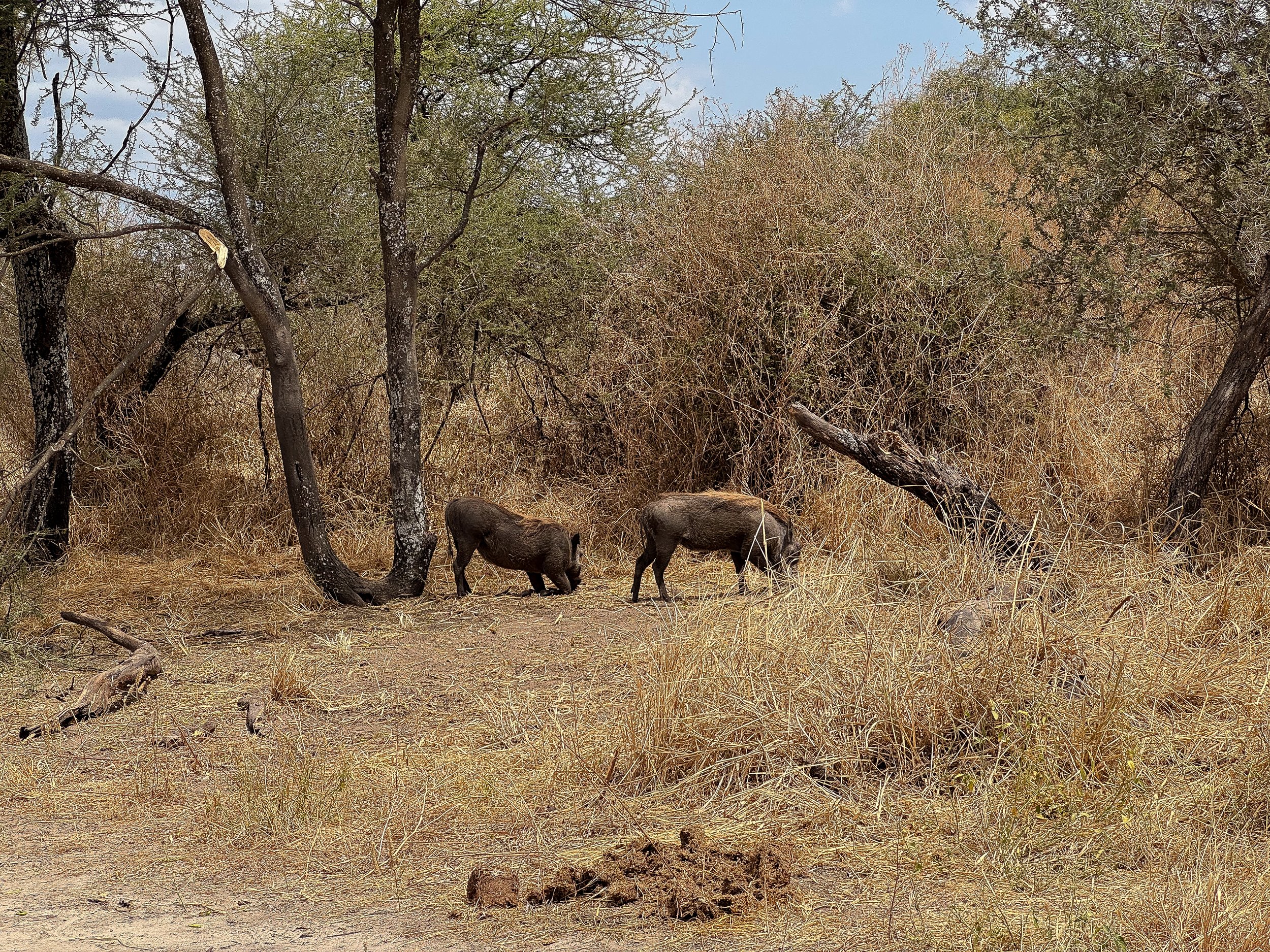 Tarangire_National_Park_03.jpg