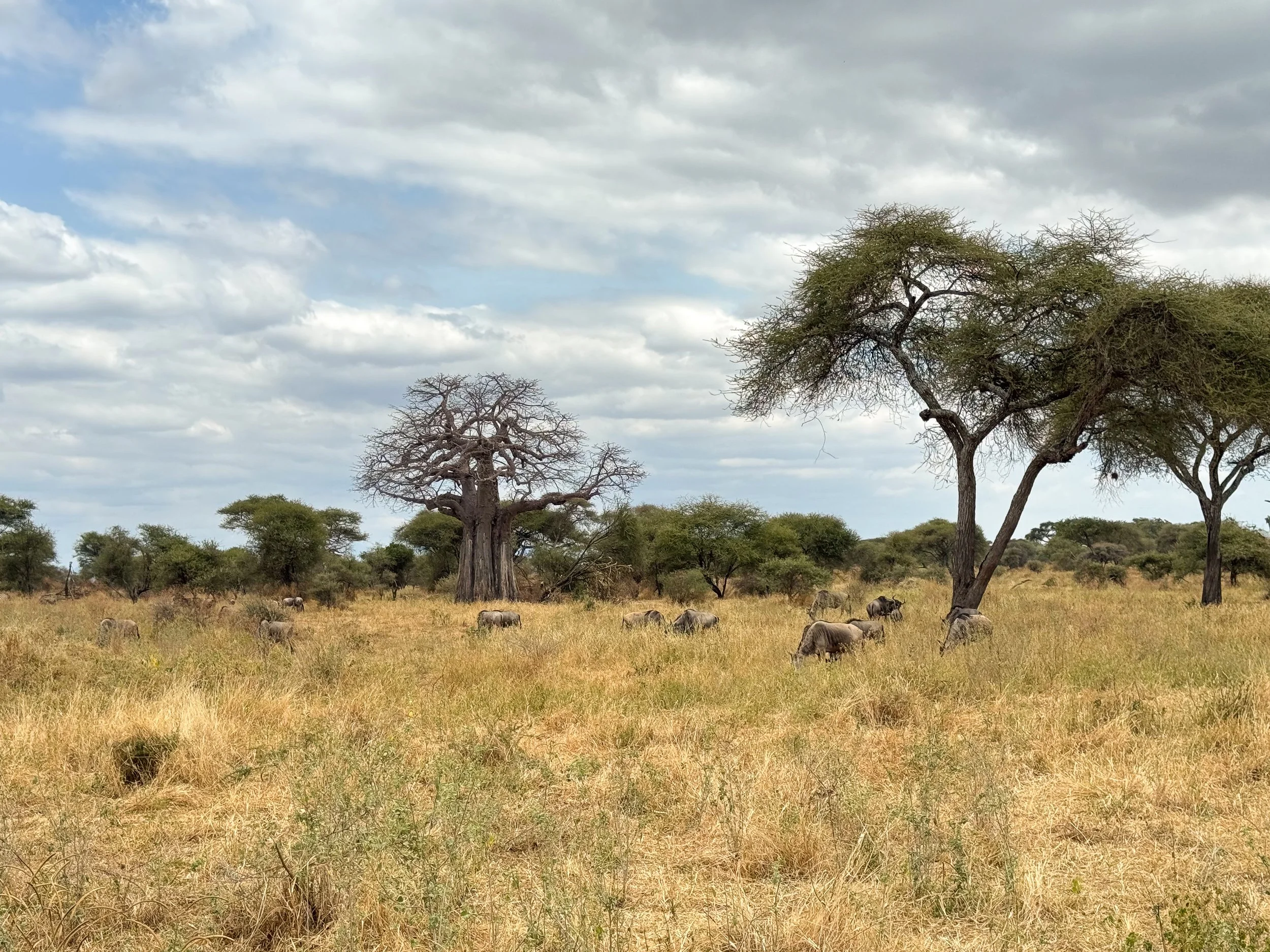 Tarangire_National_Park_05.jpg