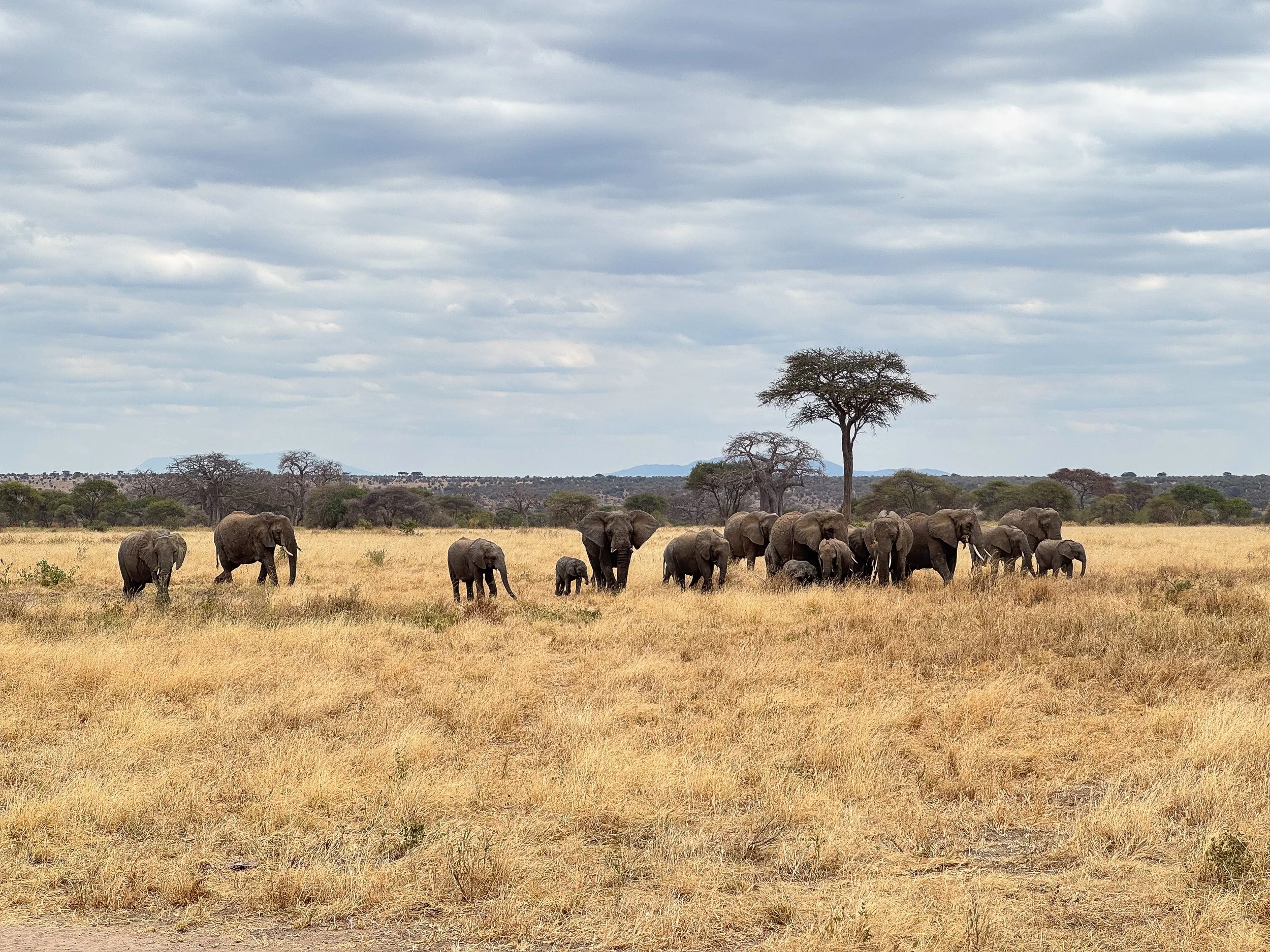Tarangire_National_Park_12.jpg